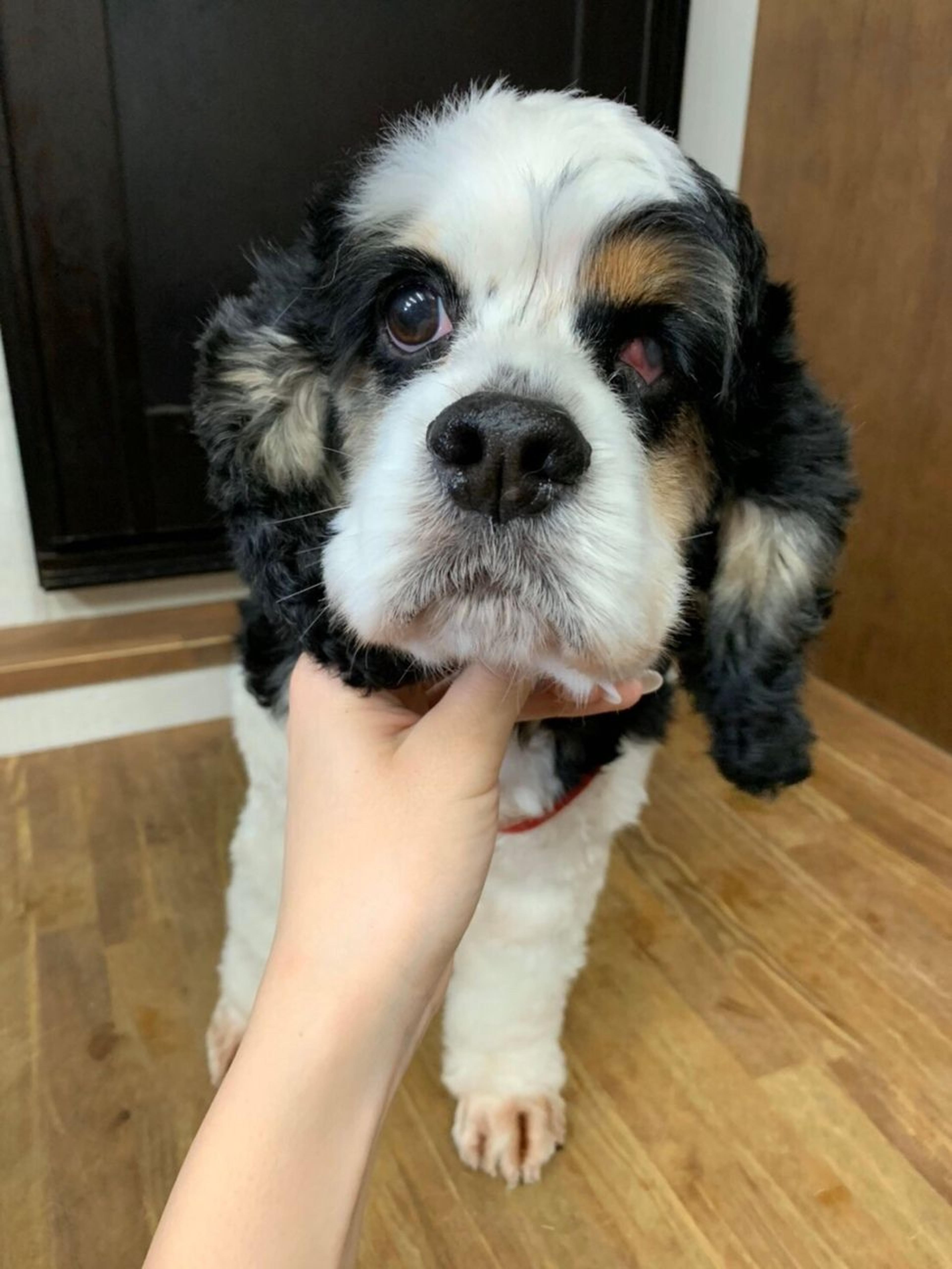 pet-image-3