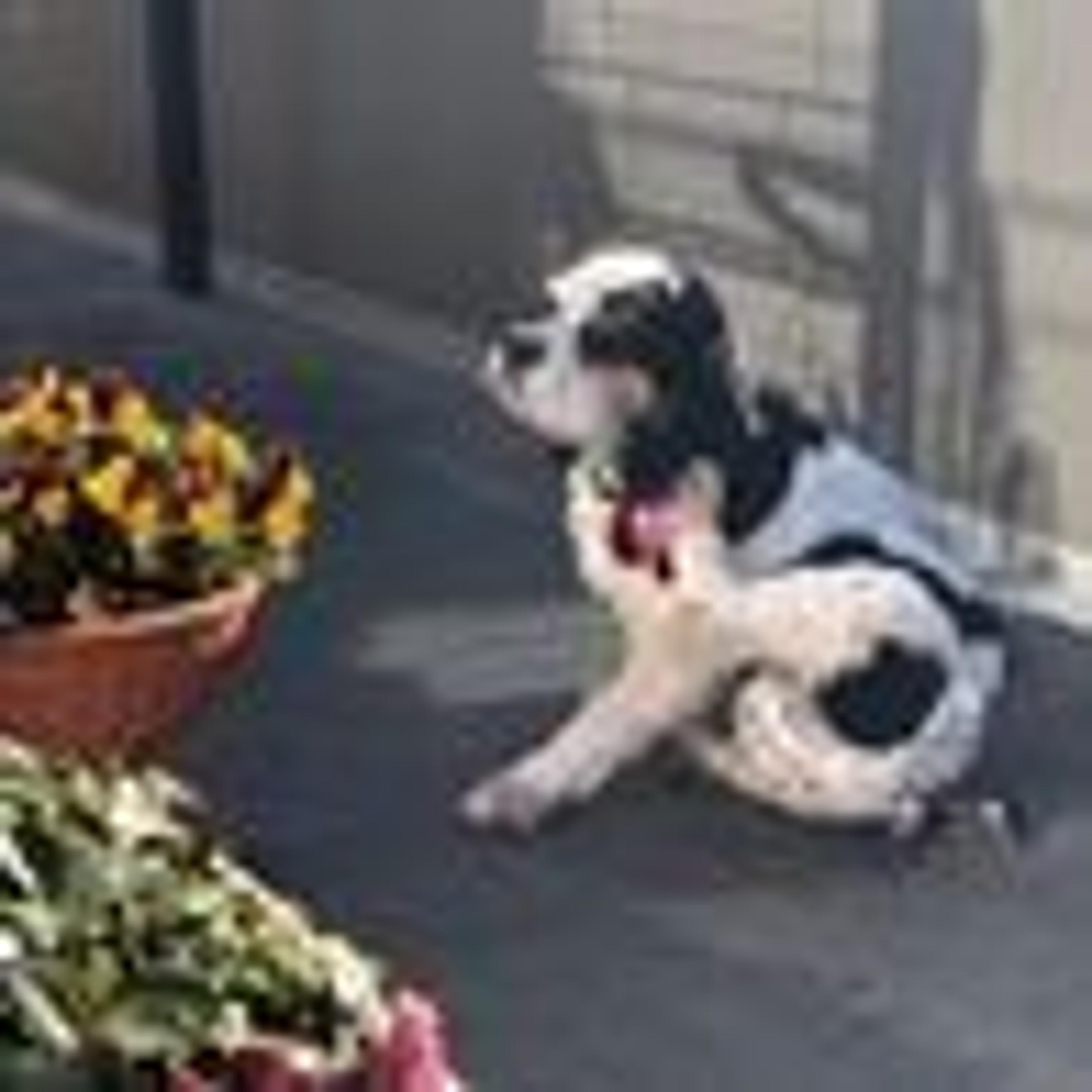 pet-image-4