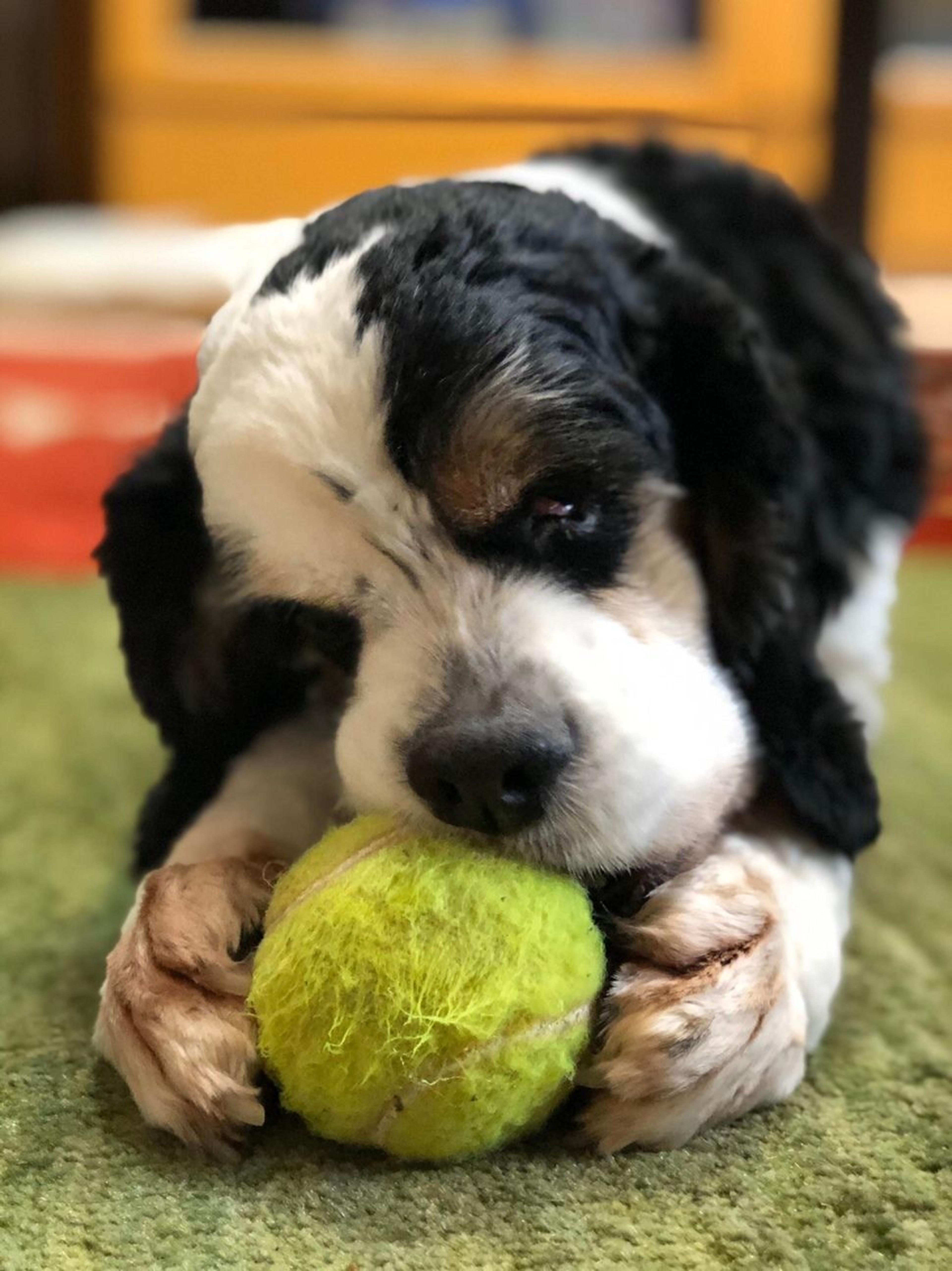 pet-image-5
