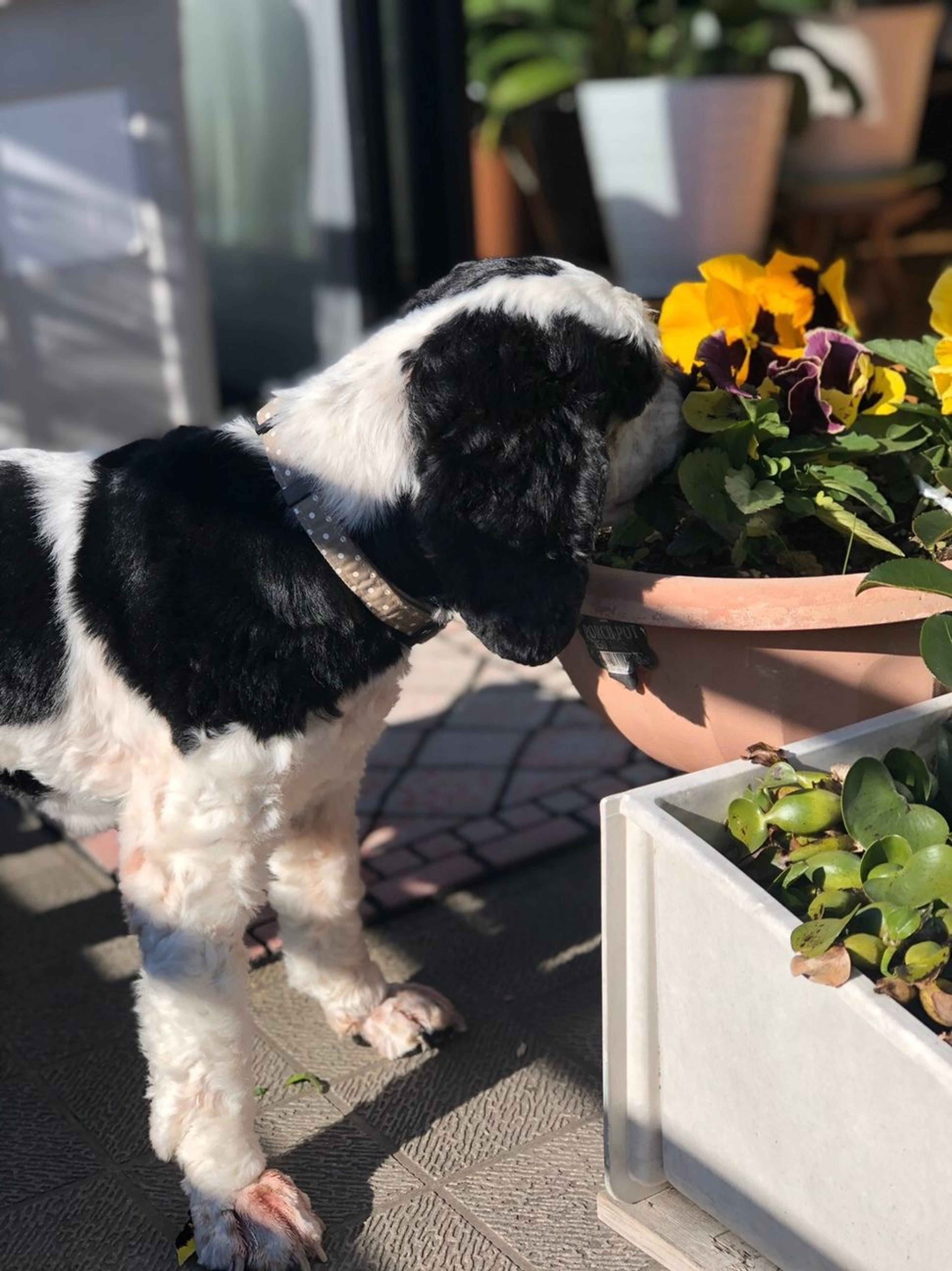 pet-image-7