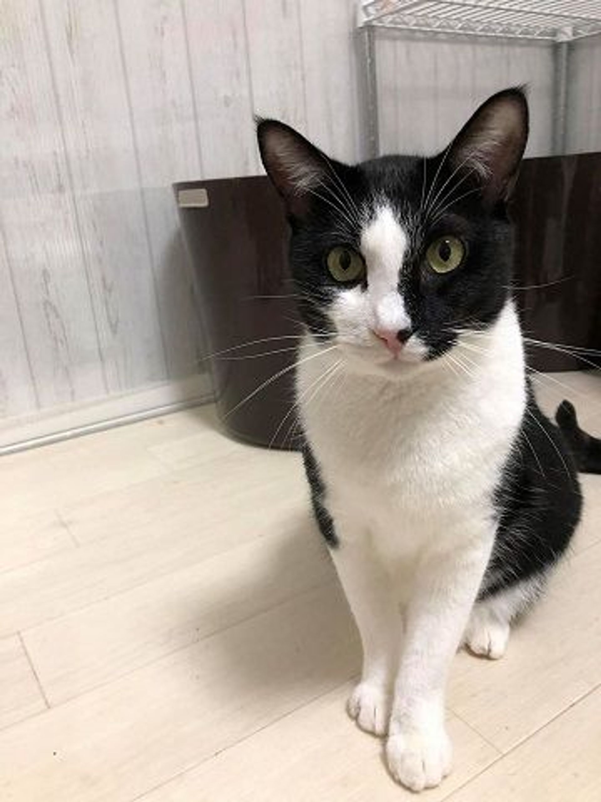 雑種（ミックス猫）・オスの里親募集の写真