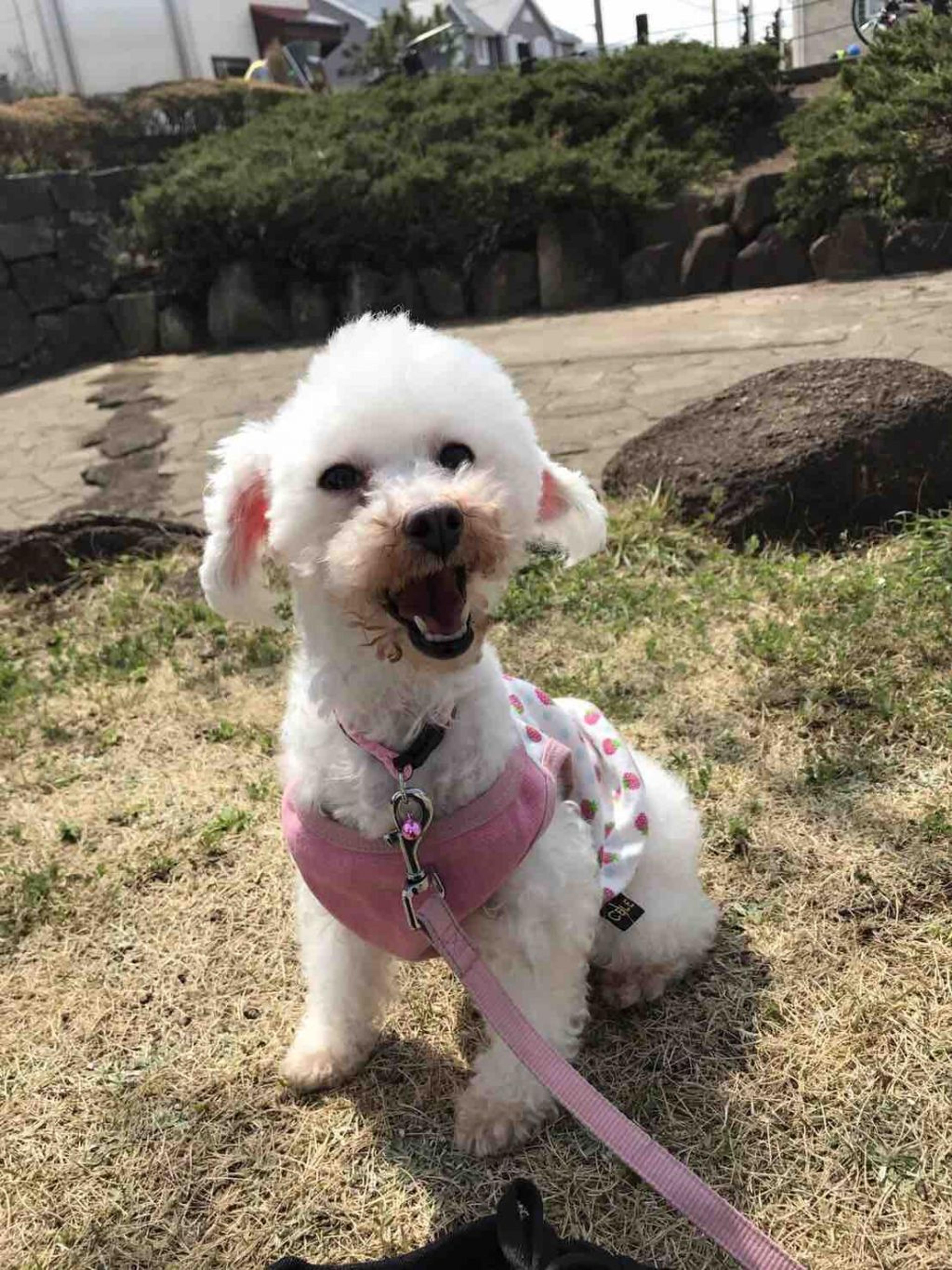 pet-image-2
