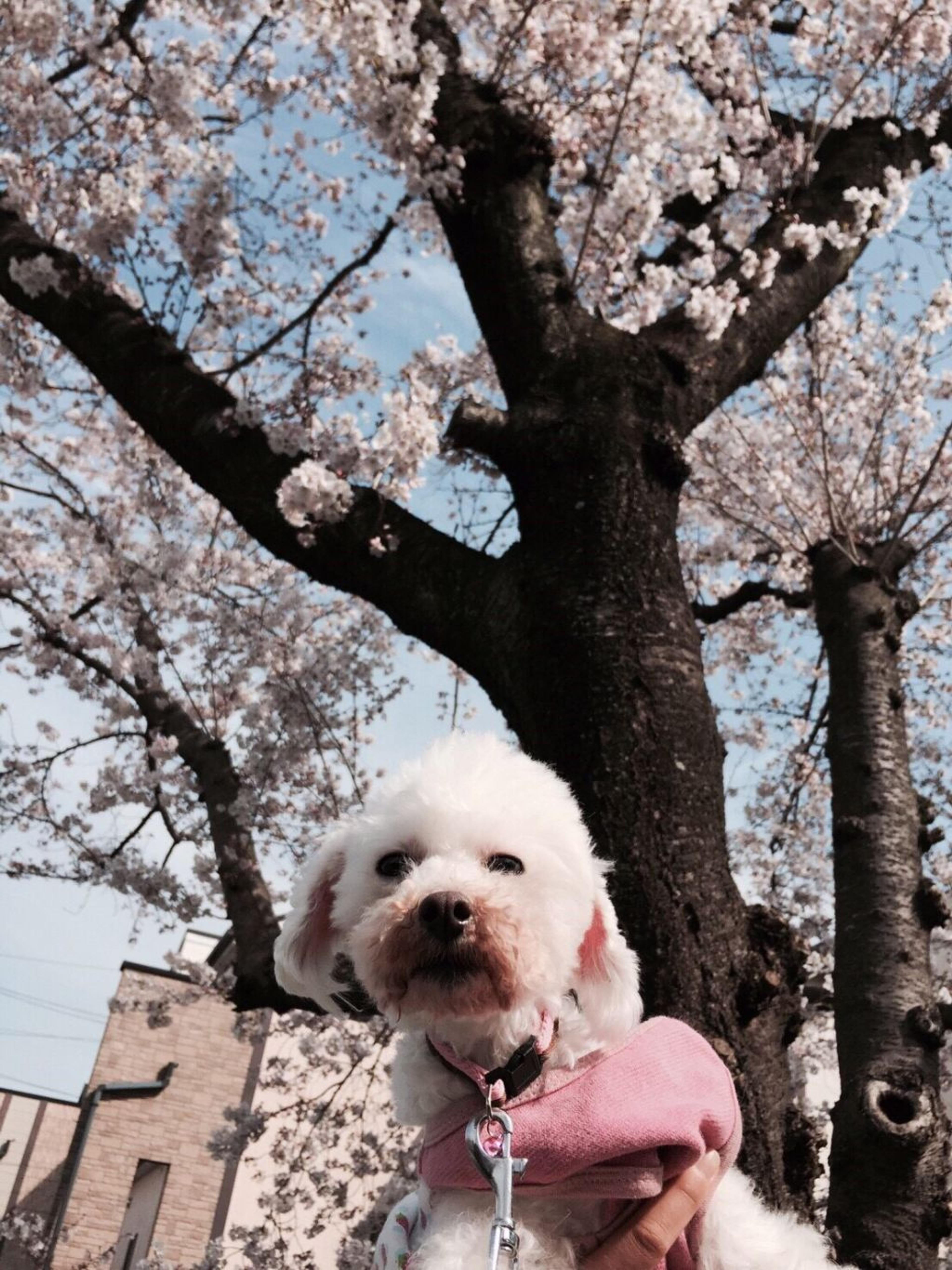 pet-image-3