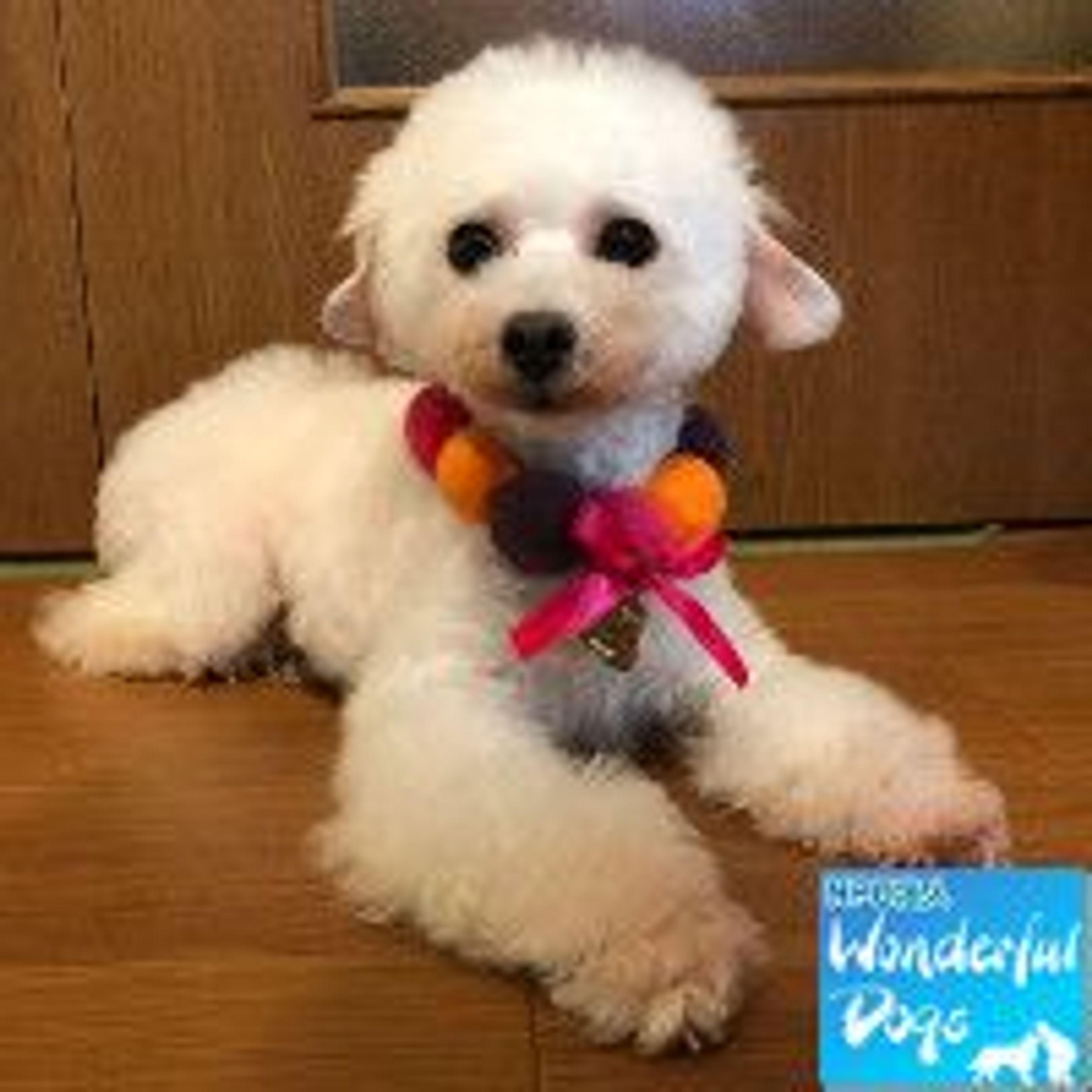 トイプードル・メスの里親募集の写真
