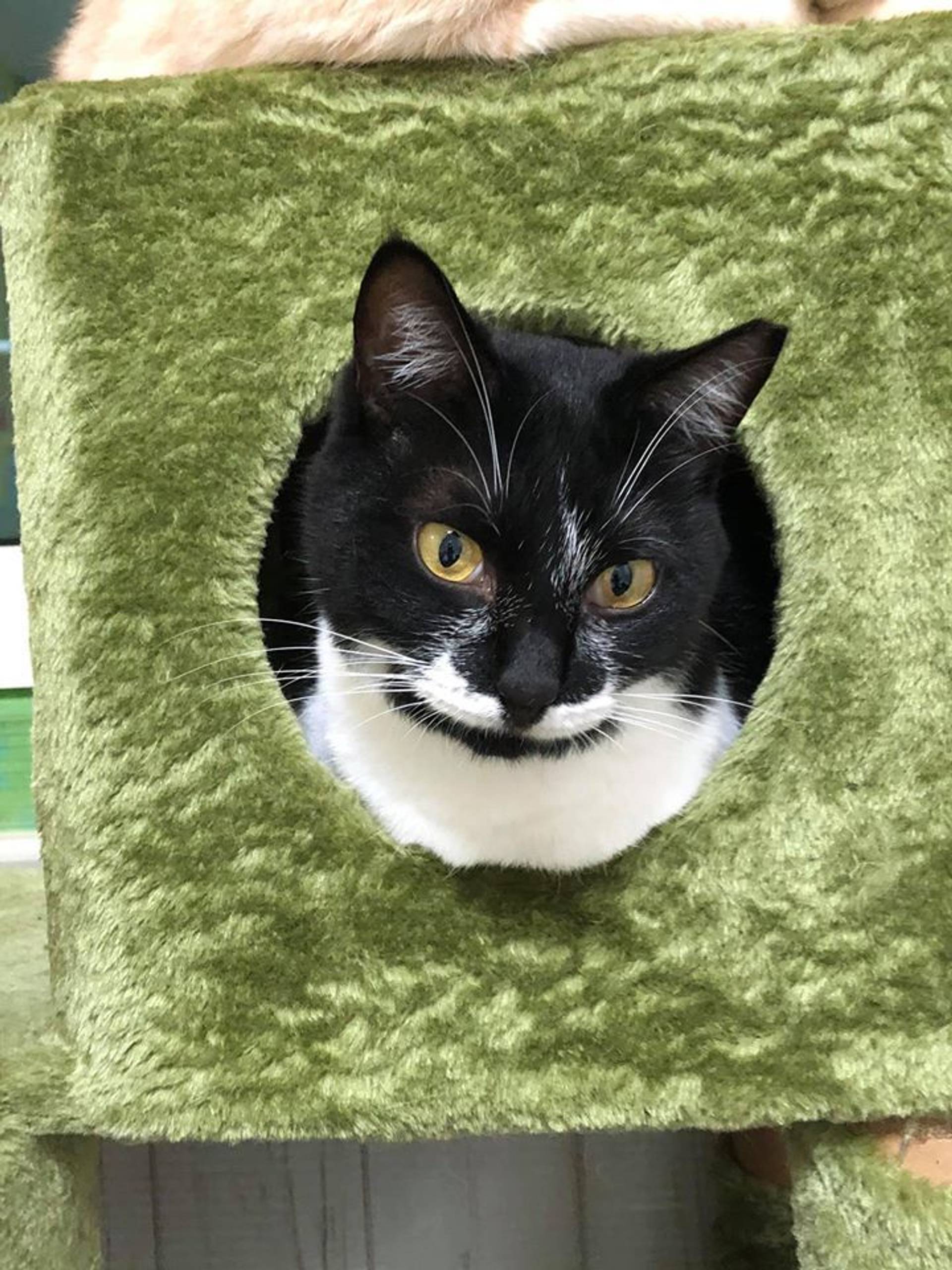 雑種（ミックス猫）・メスの里親募集の写真
