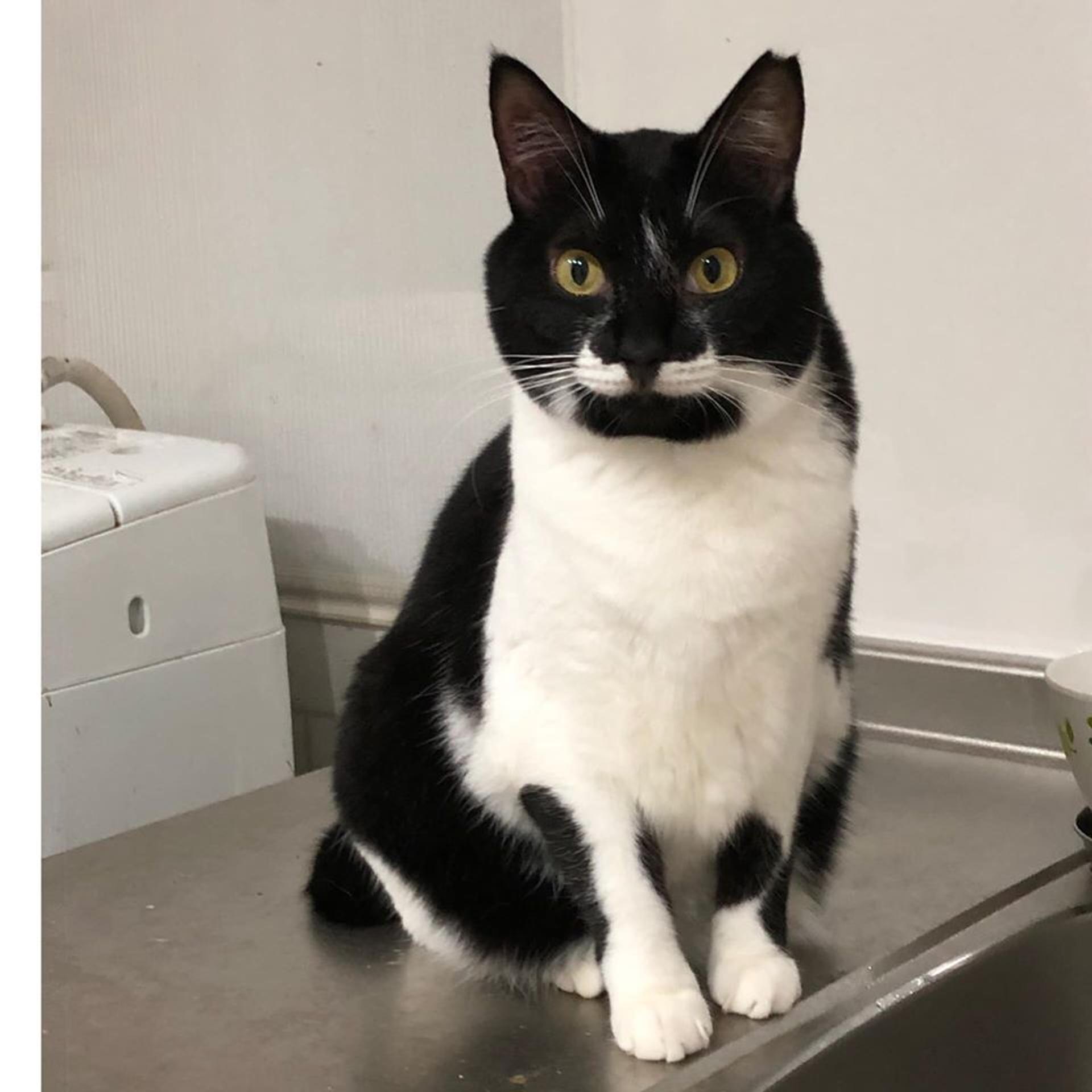 pet-image-2