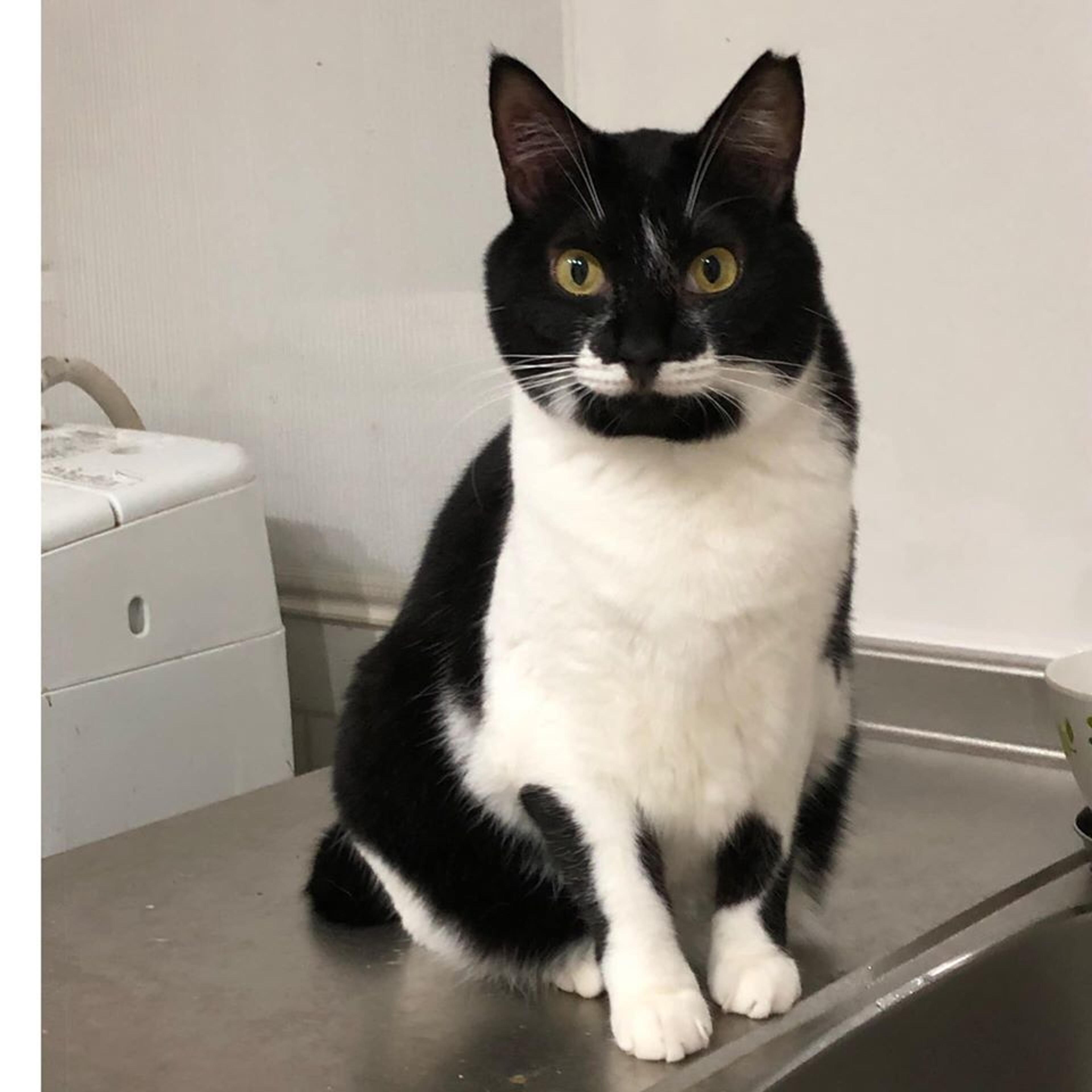 pet-image-2