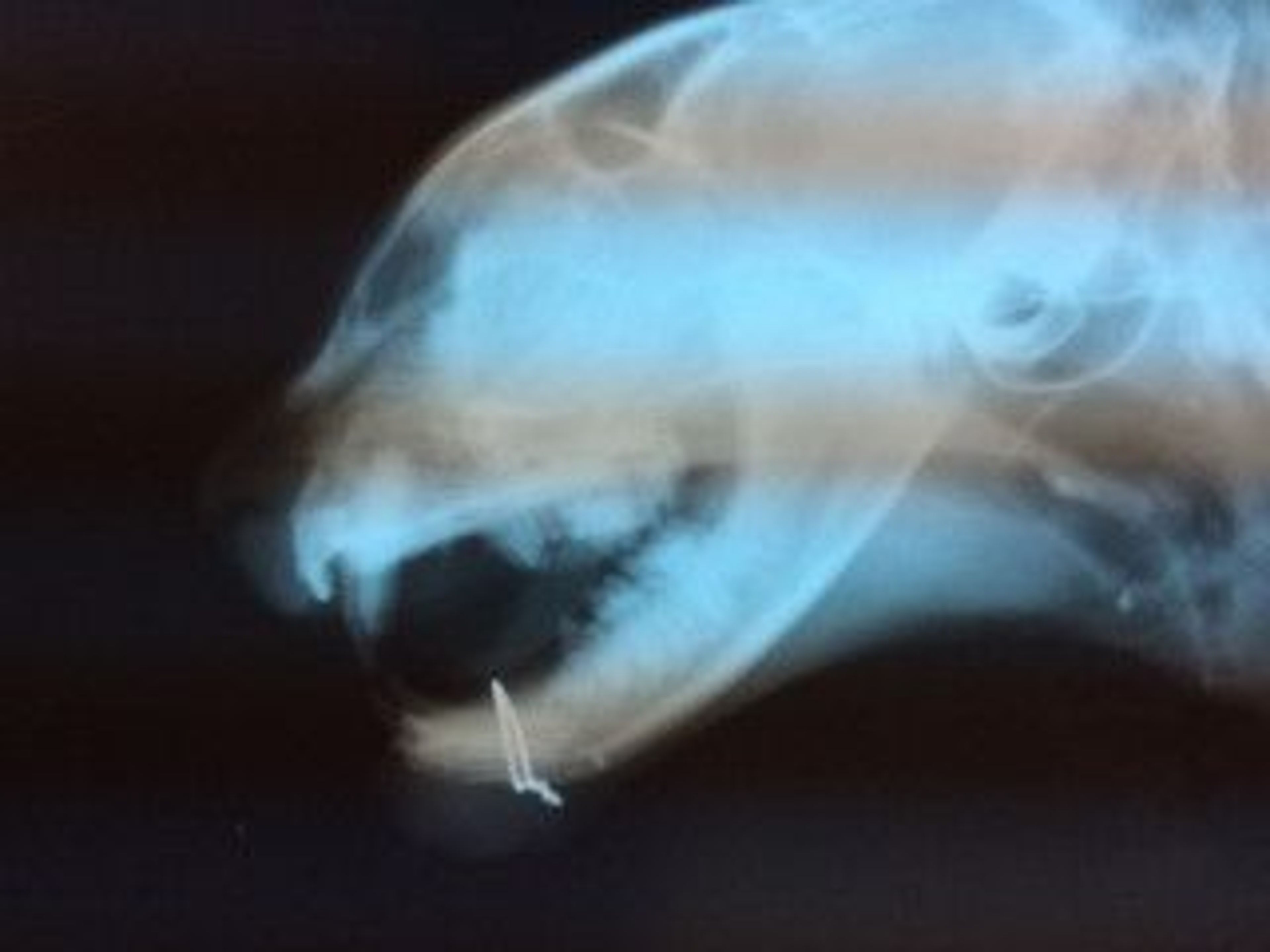 image-4