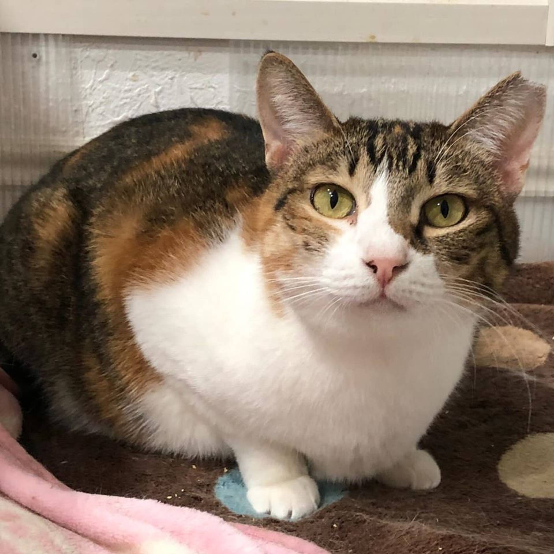 雑種（ミックス猫）・メスの里親募集の写真