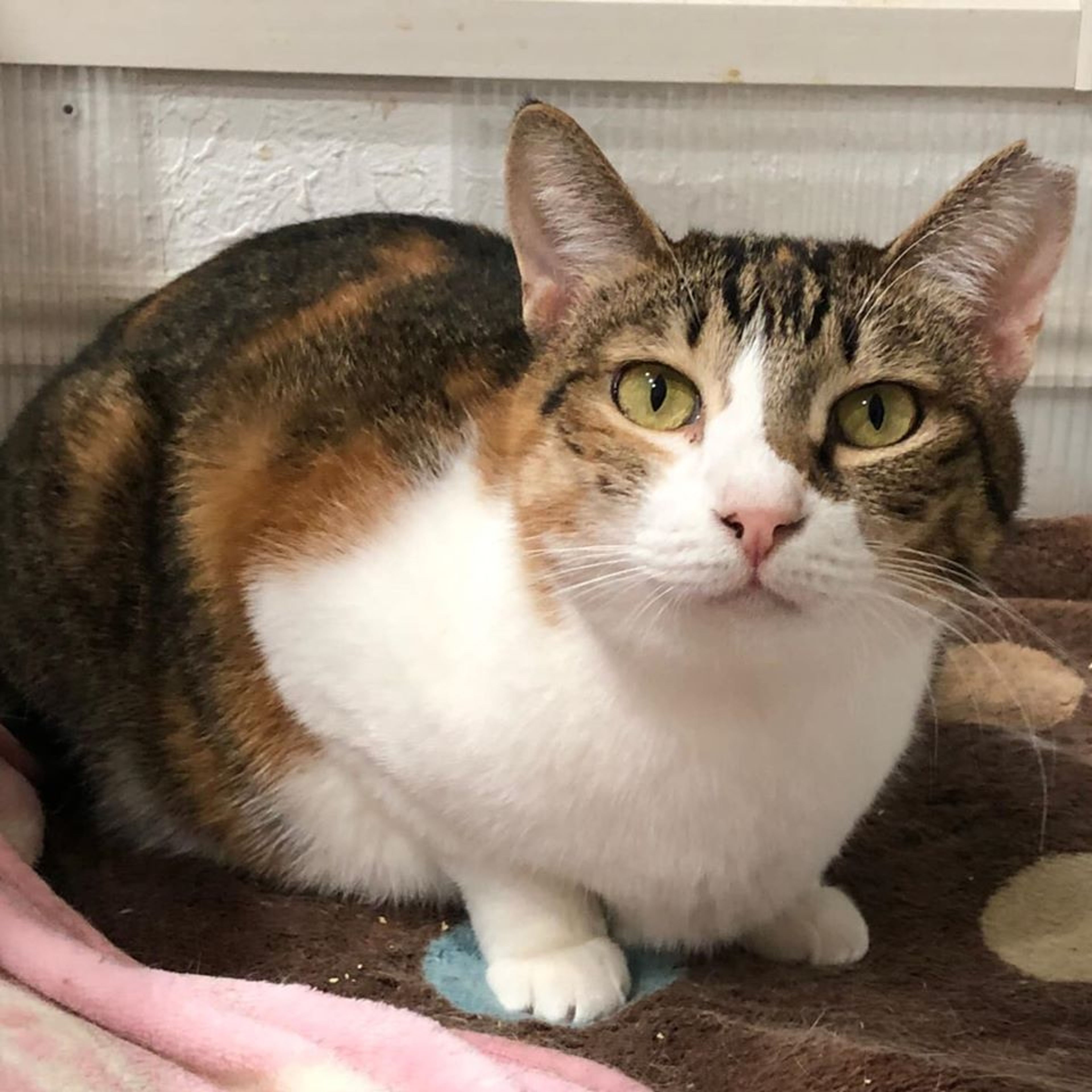雑種（ミックス猫）・メスの里親募集の写真
