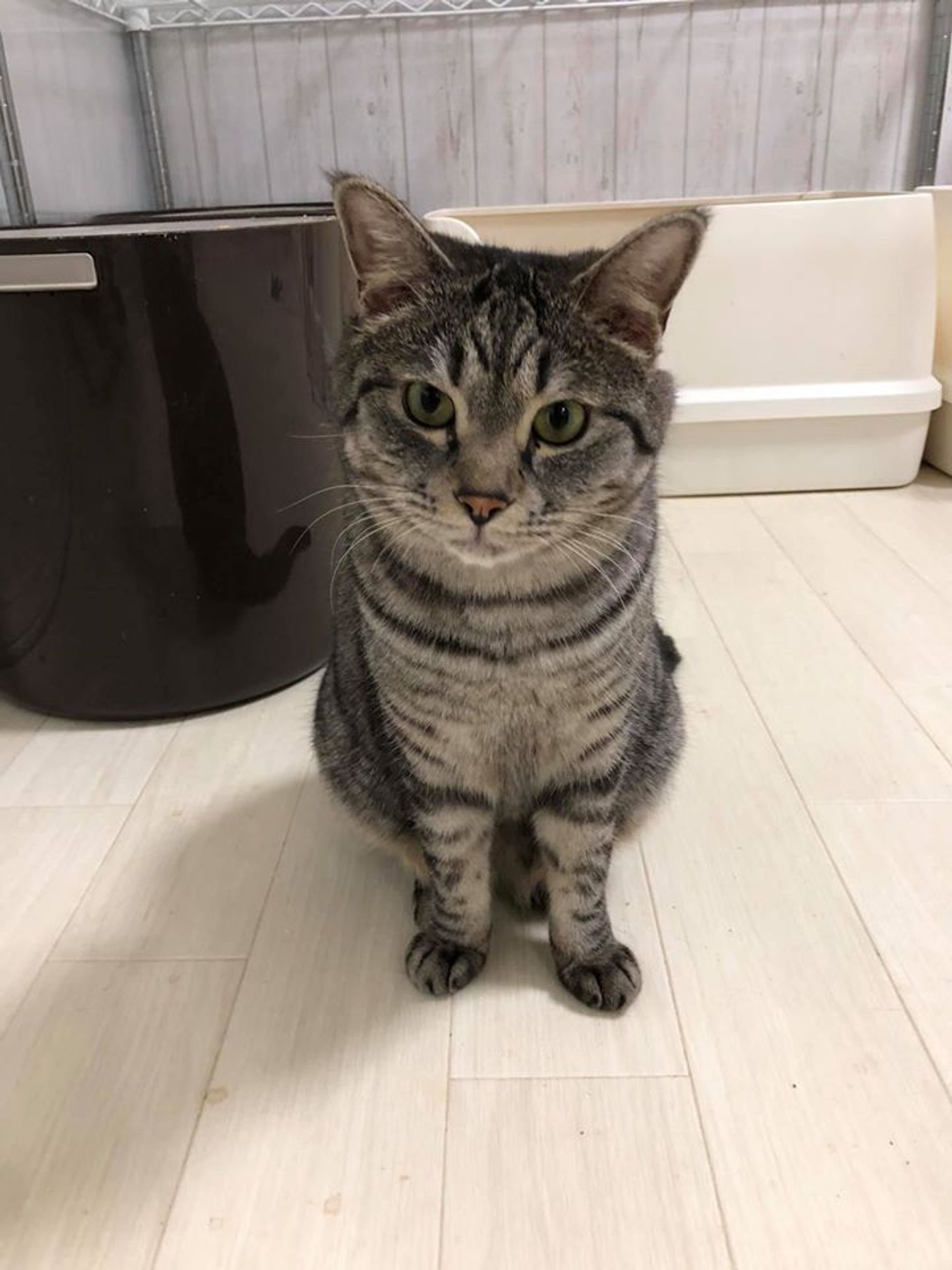雑種（ミックス猫）・オスの里親募集の写真