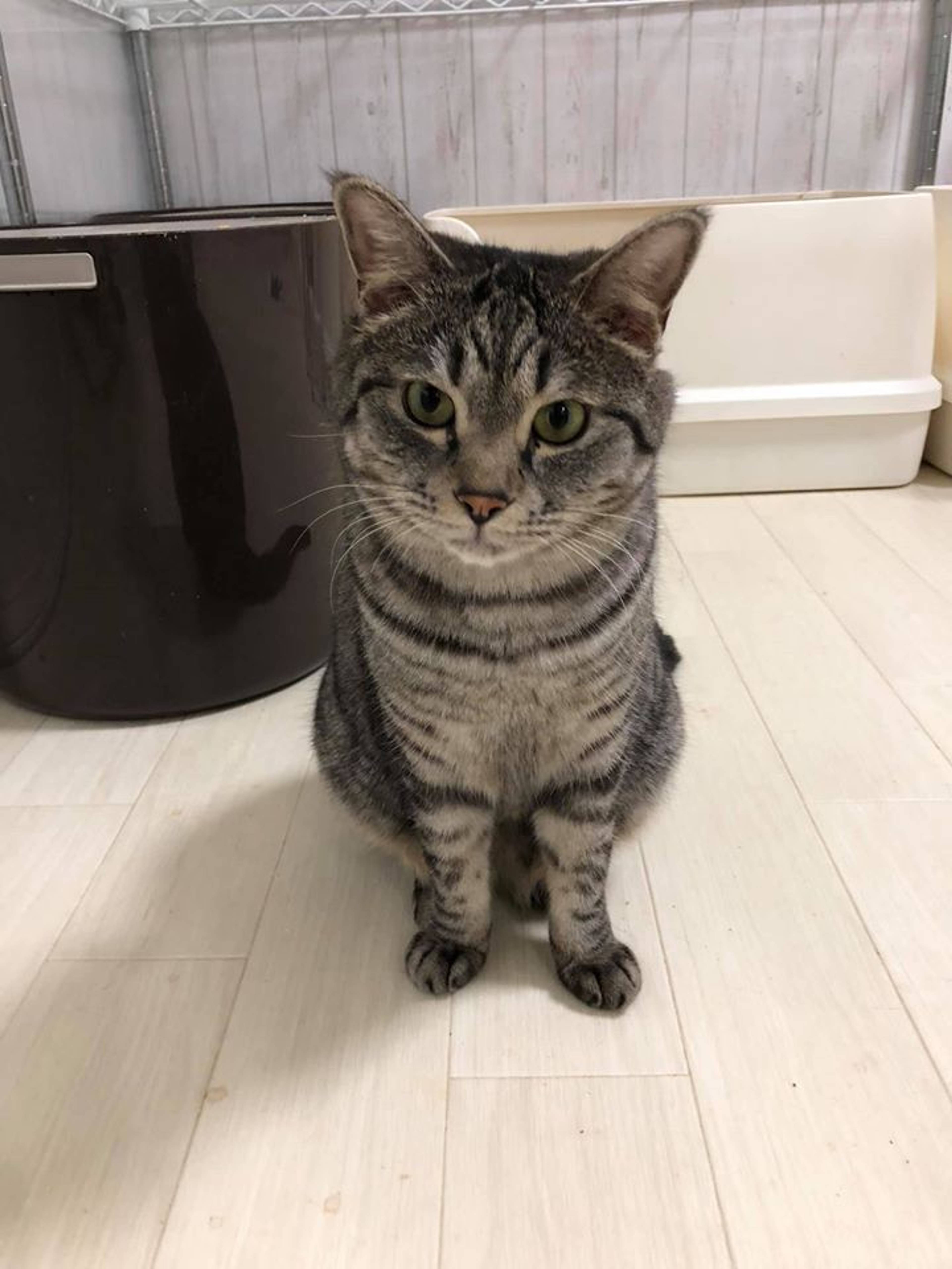 雑種（ミックス猫）・オスの里親募集の写真