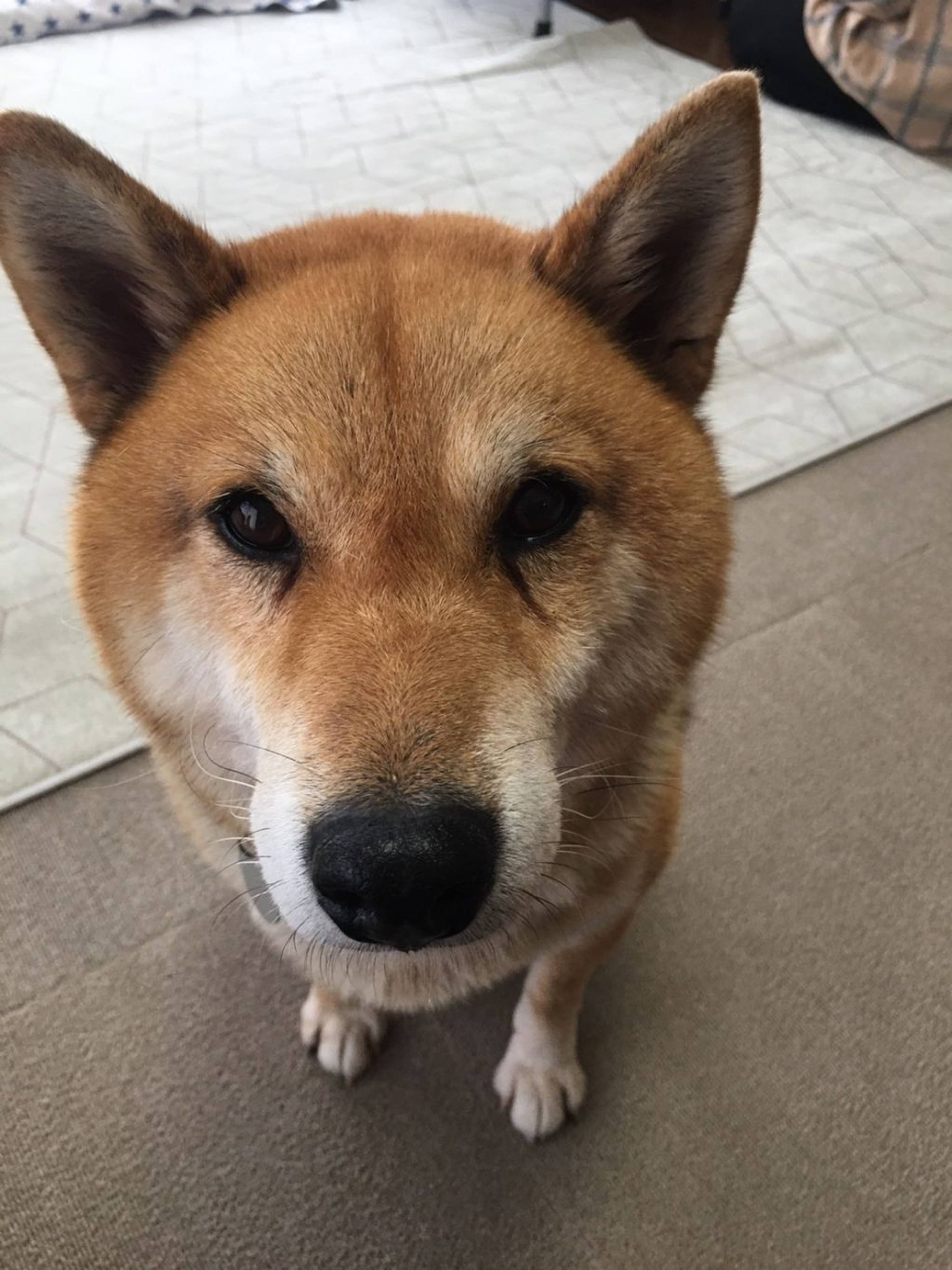 柴犬・オスの里親募集の写真