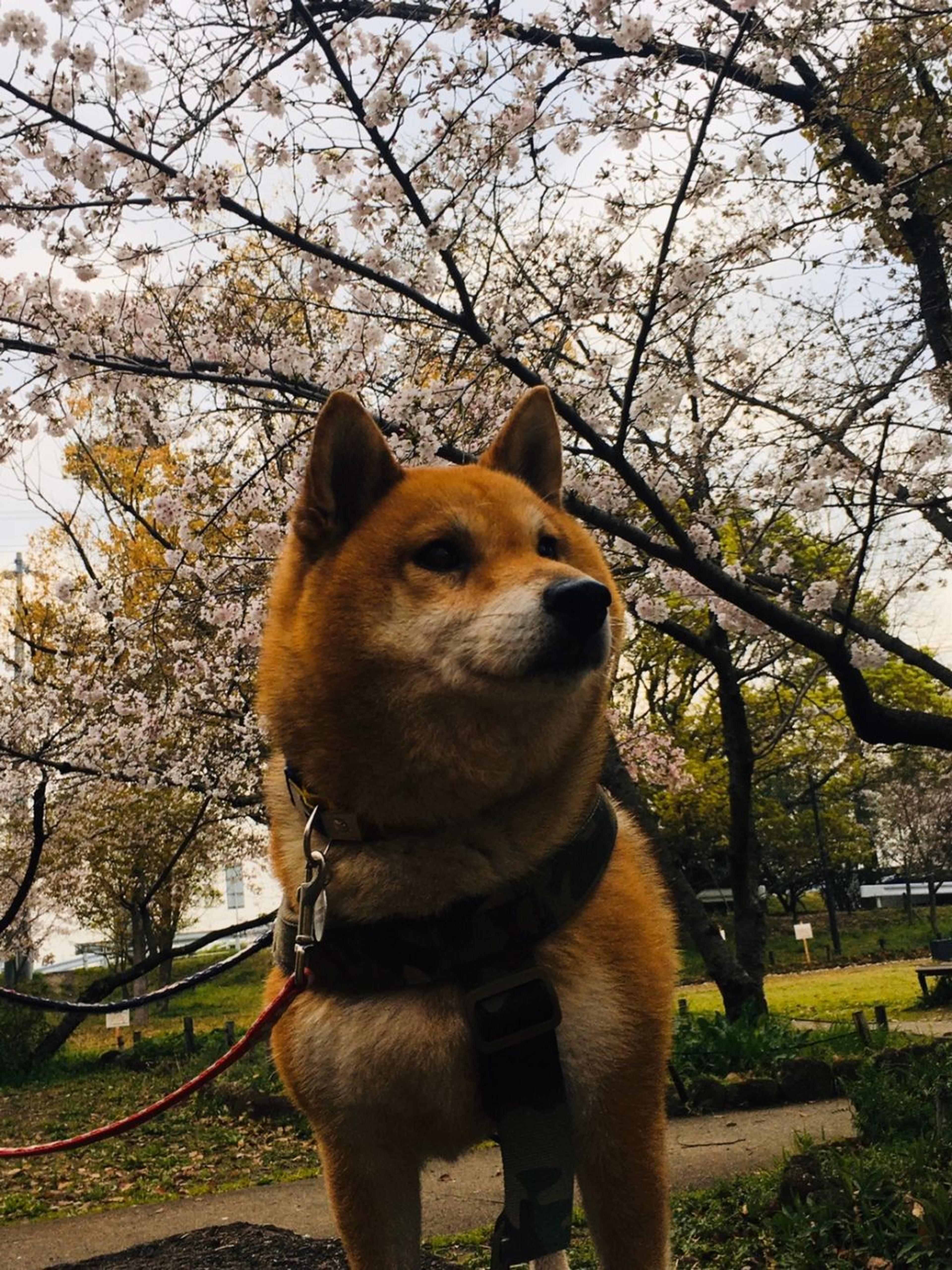 pet-image-4