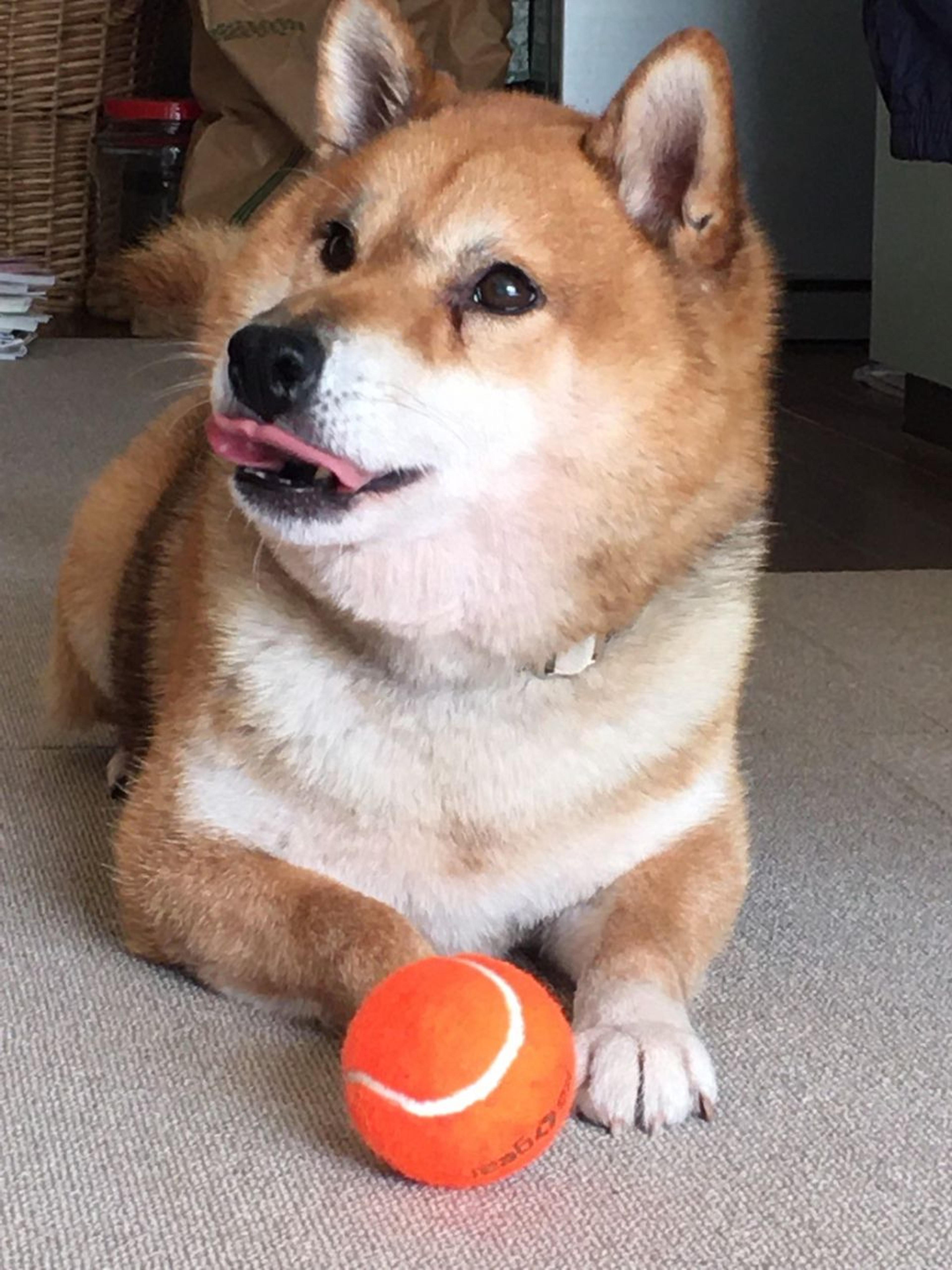 pet-image-5