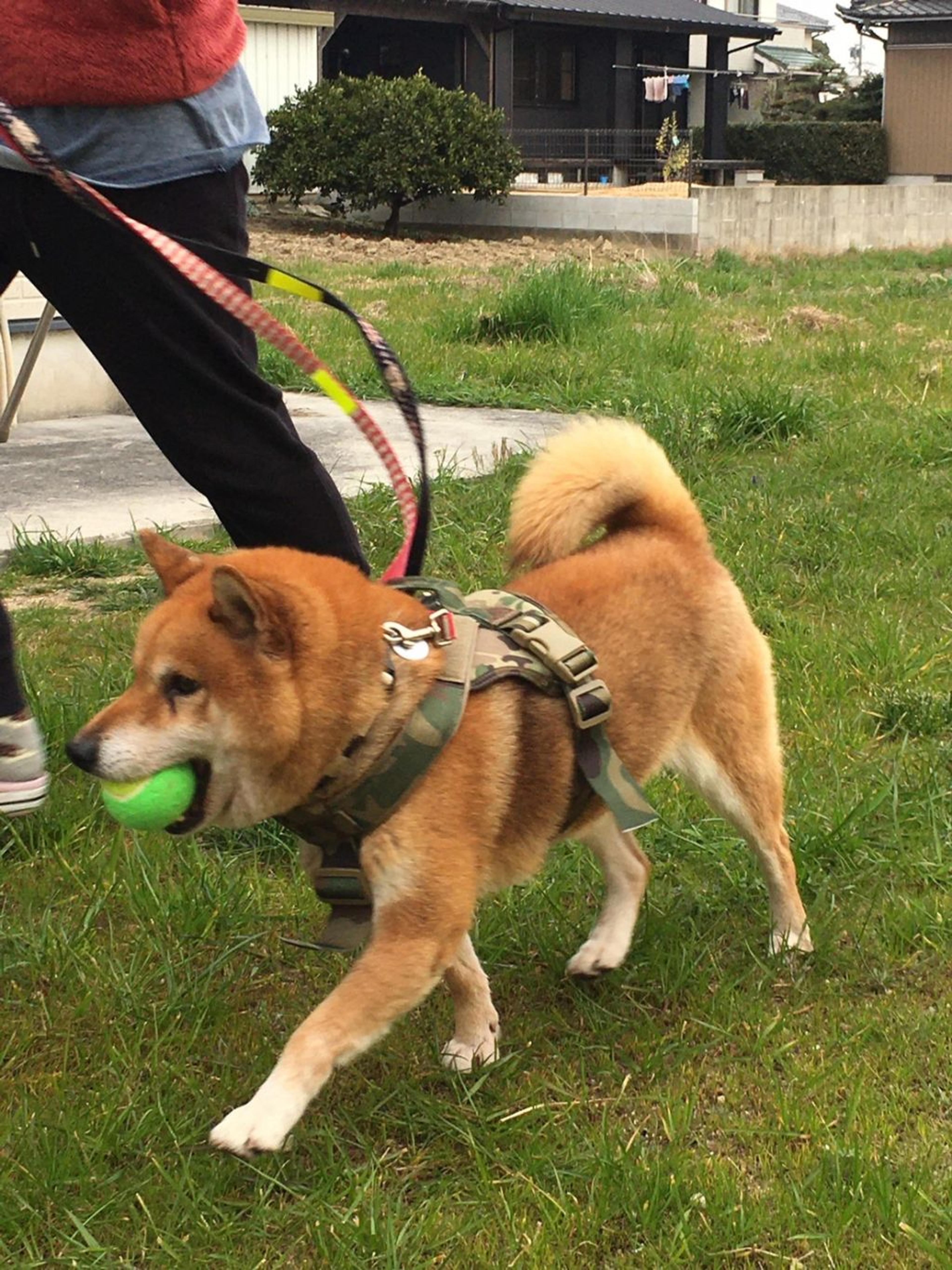 pet-image-6