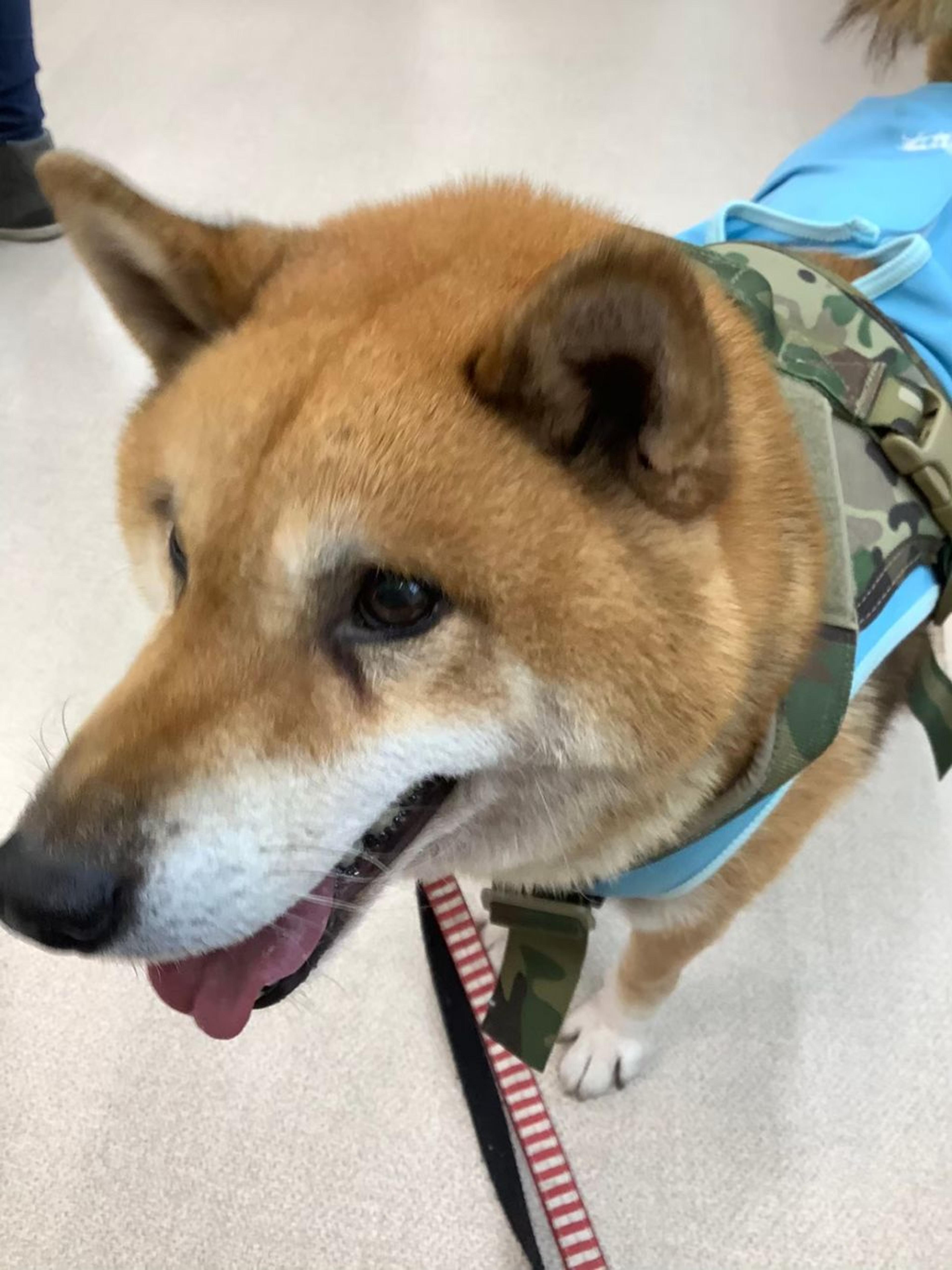 pet-image-8