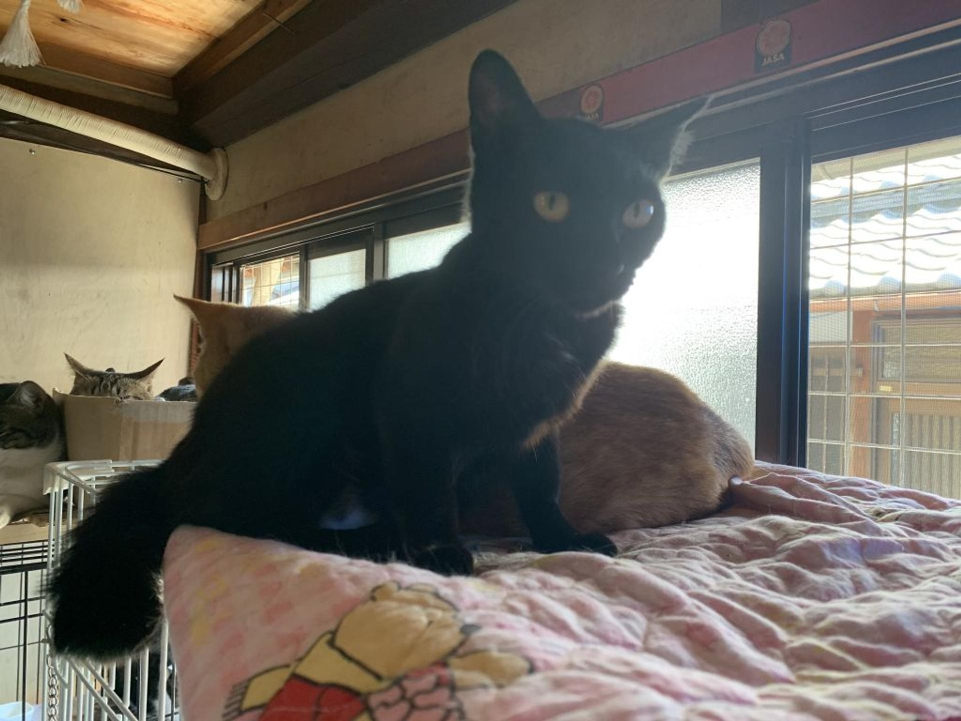 pet-image-2