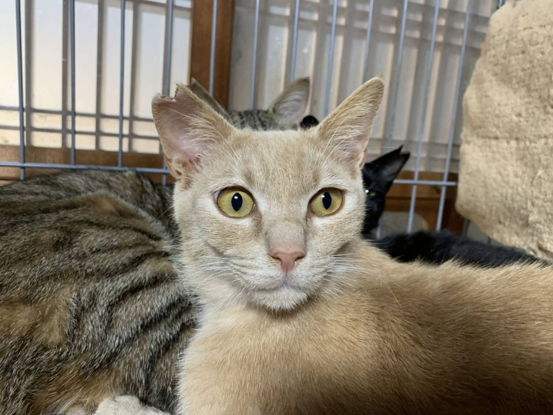雑種（ミックス猫）・オスの里親募集の写真