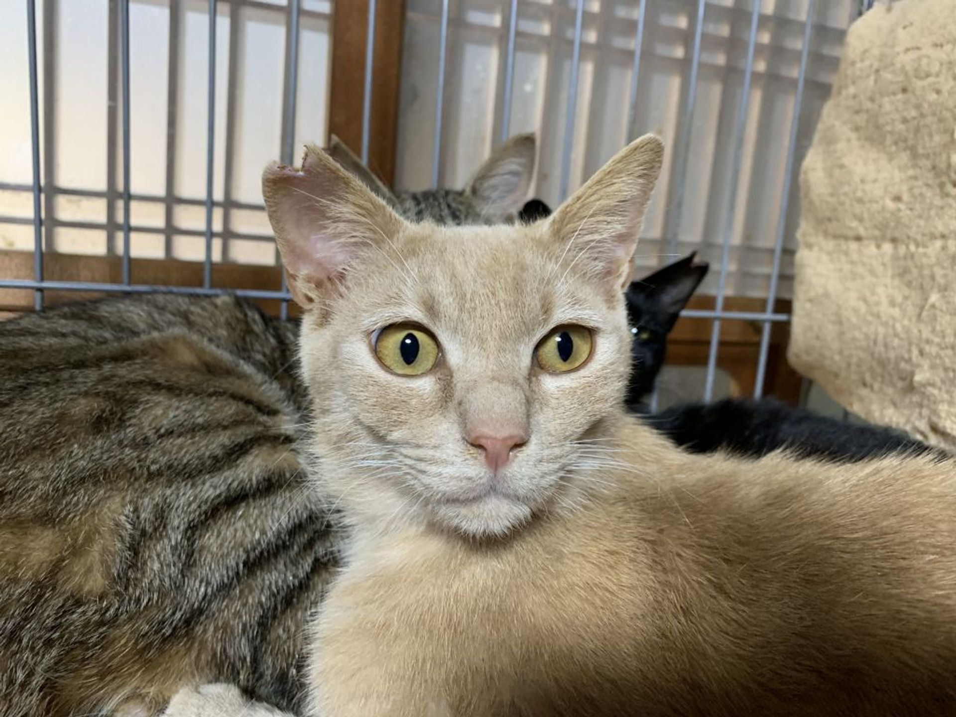 雑種（ミックス猫）・オスの里親募集の写真