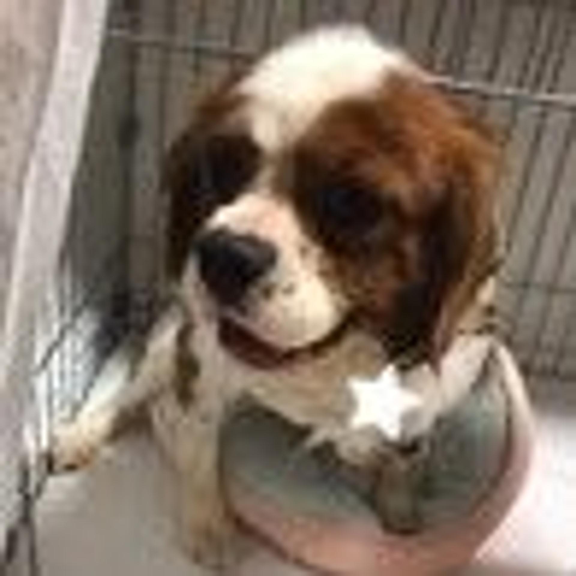 pet-image-3