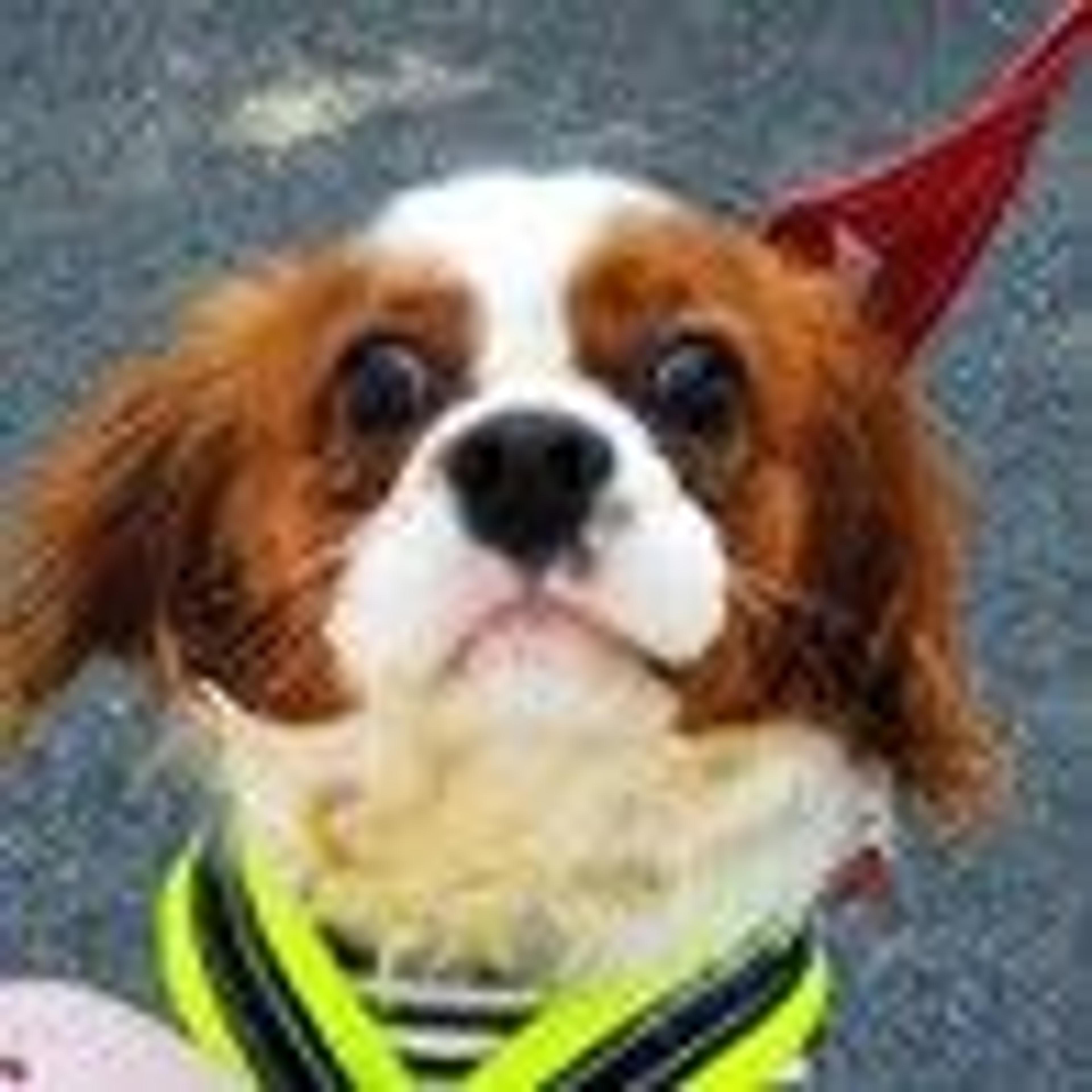 pet-image-5