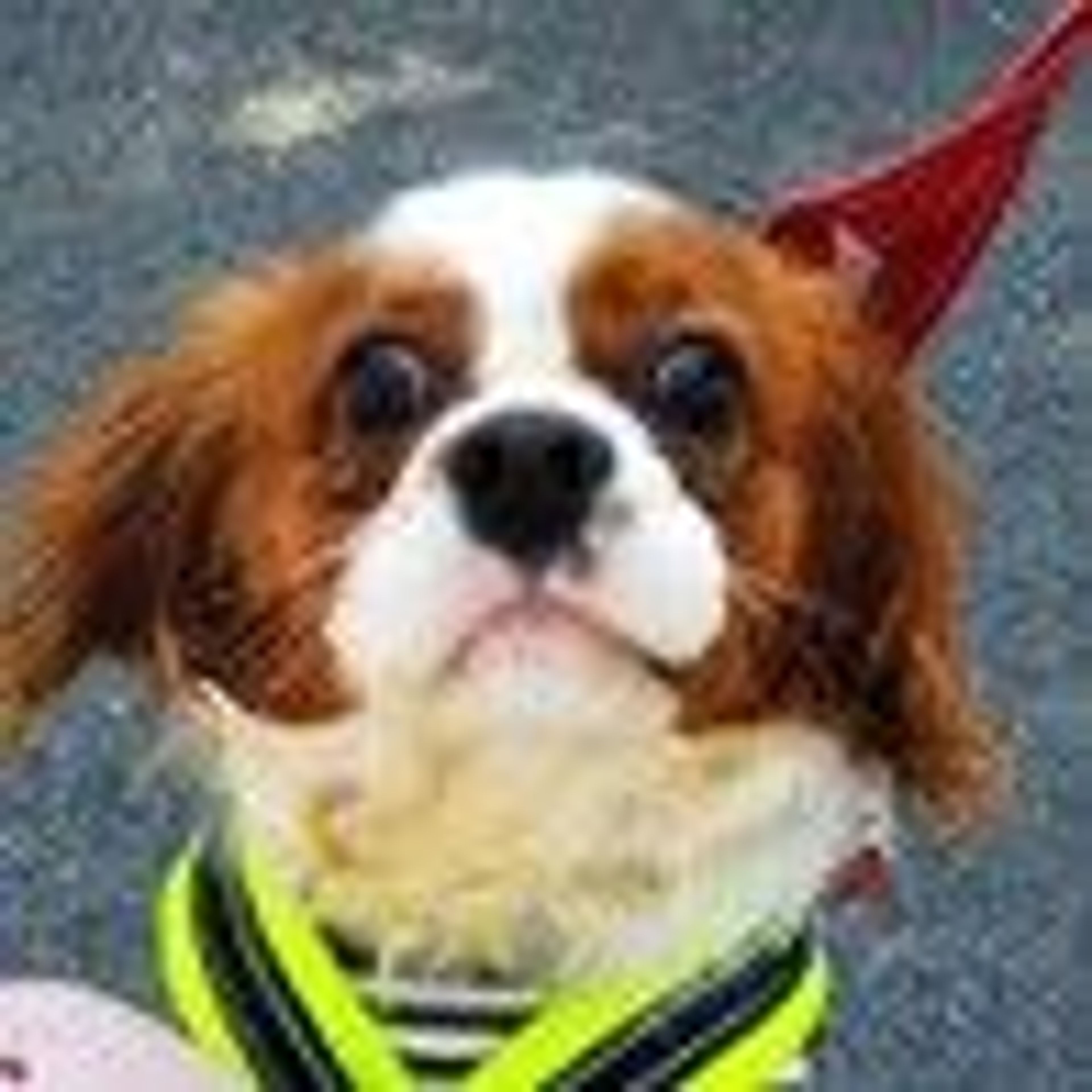 pet-image-5