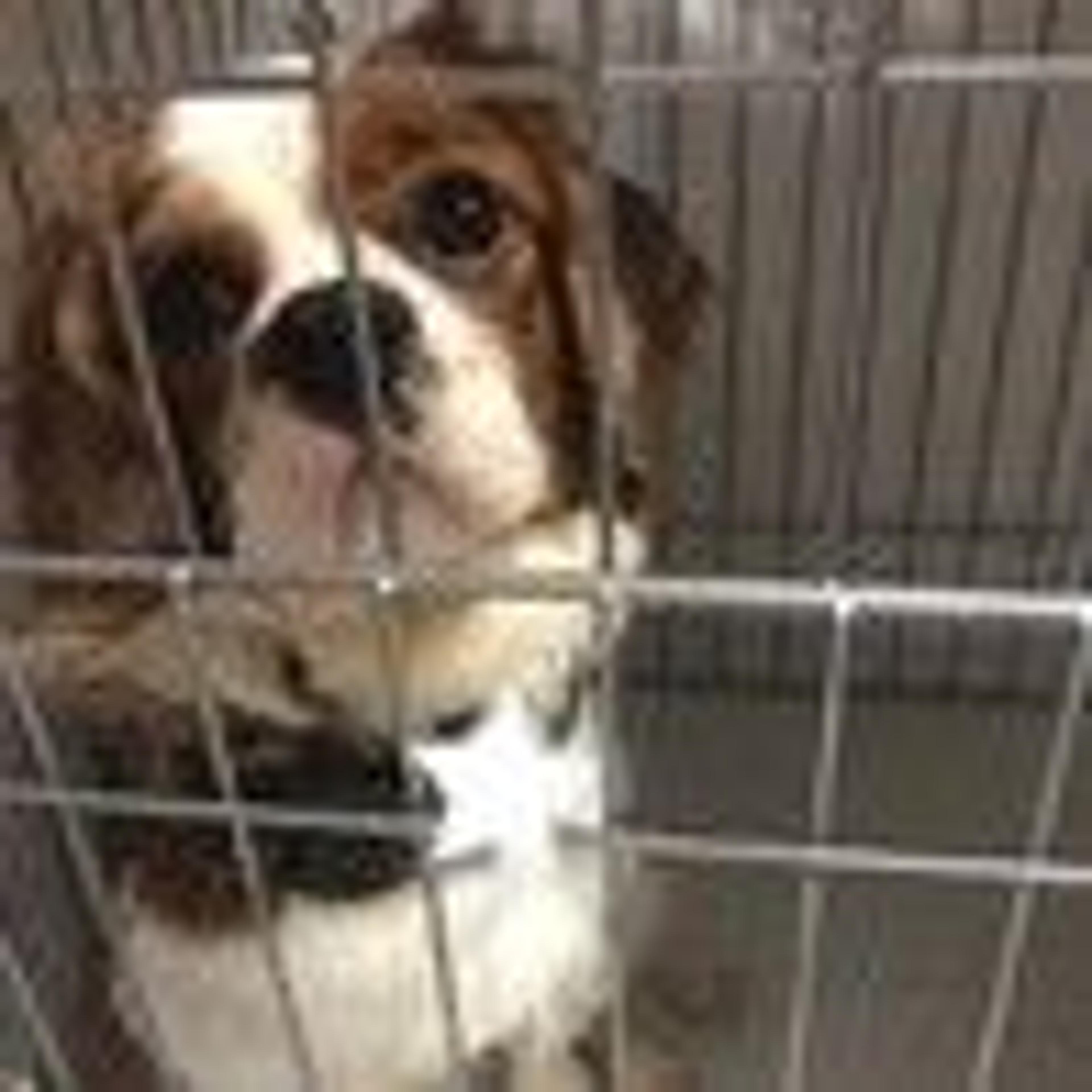 pet-image-7