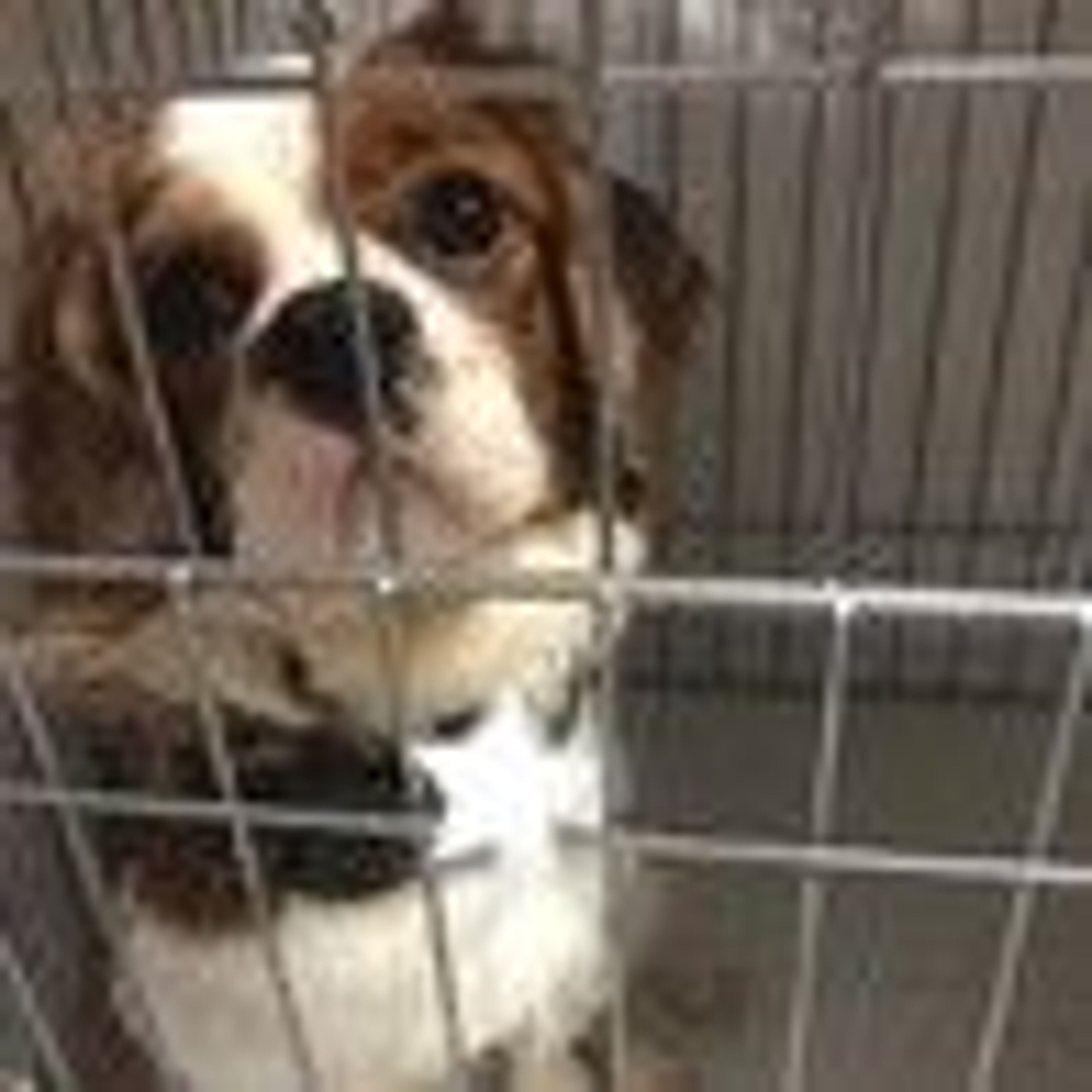 pet-image-7