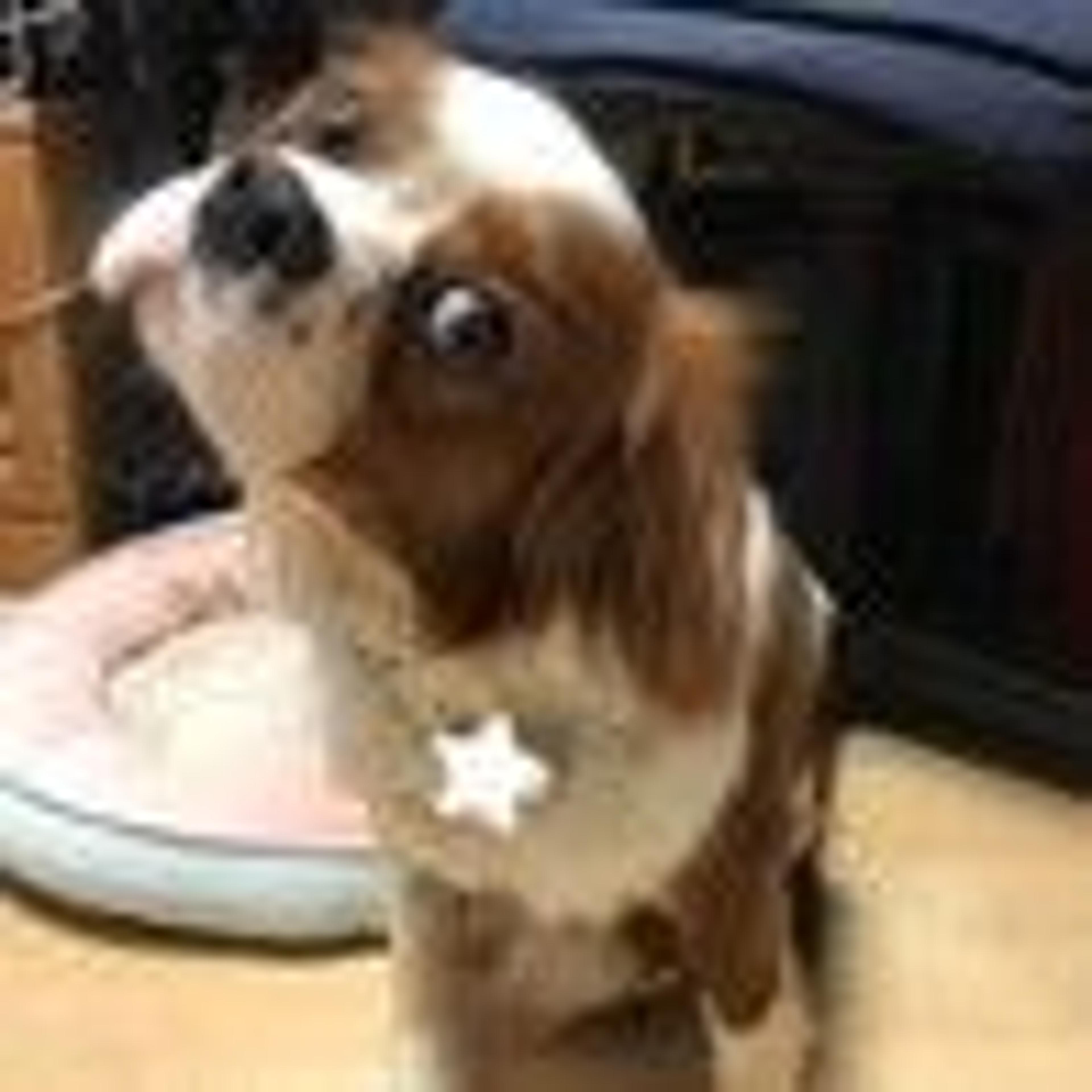 pet-image-9