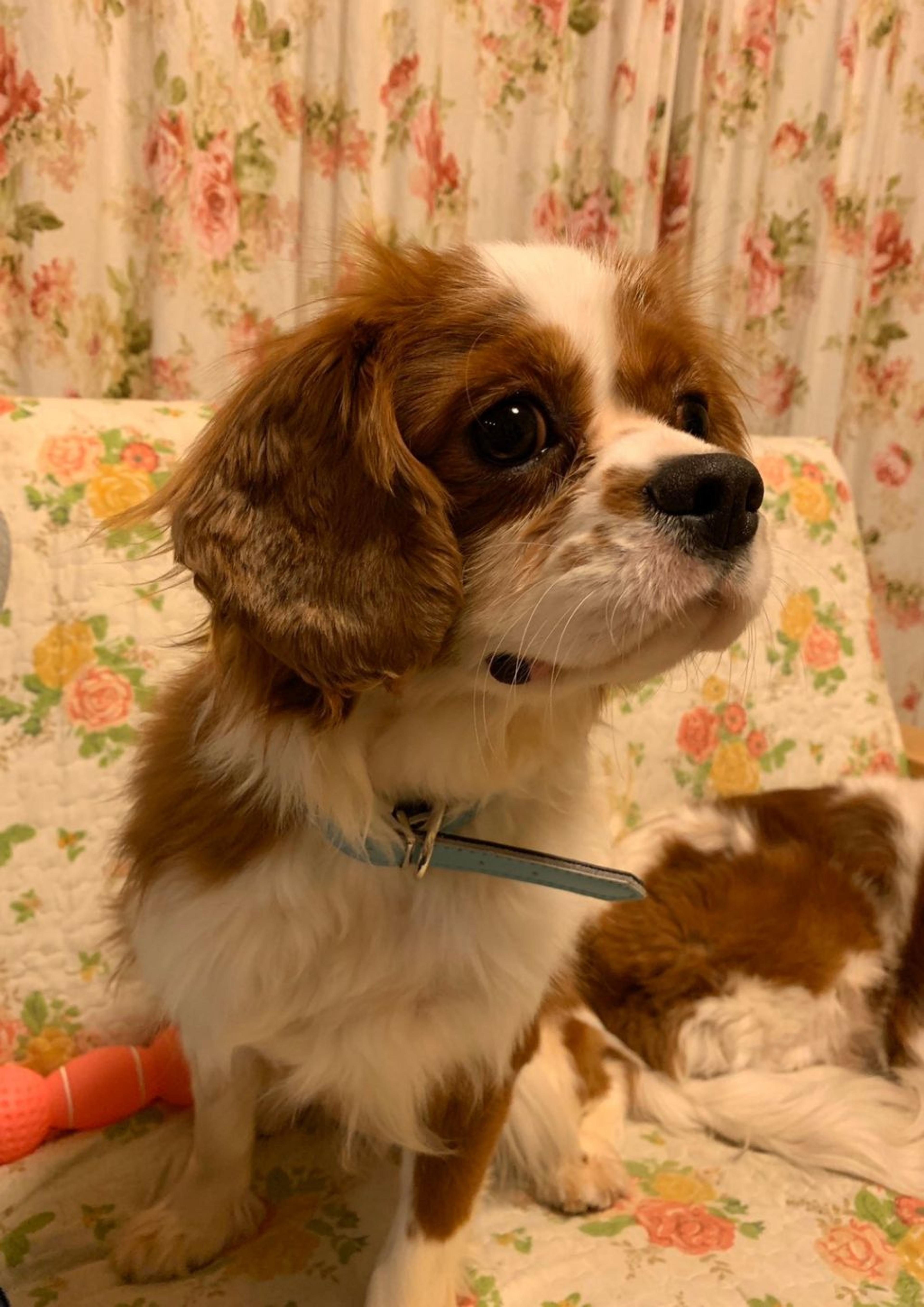 pet-image-4