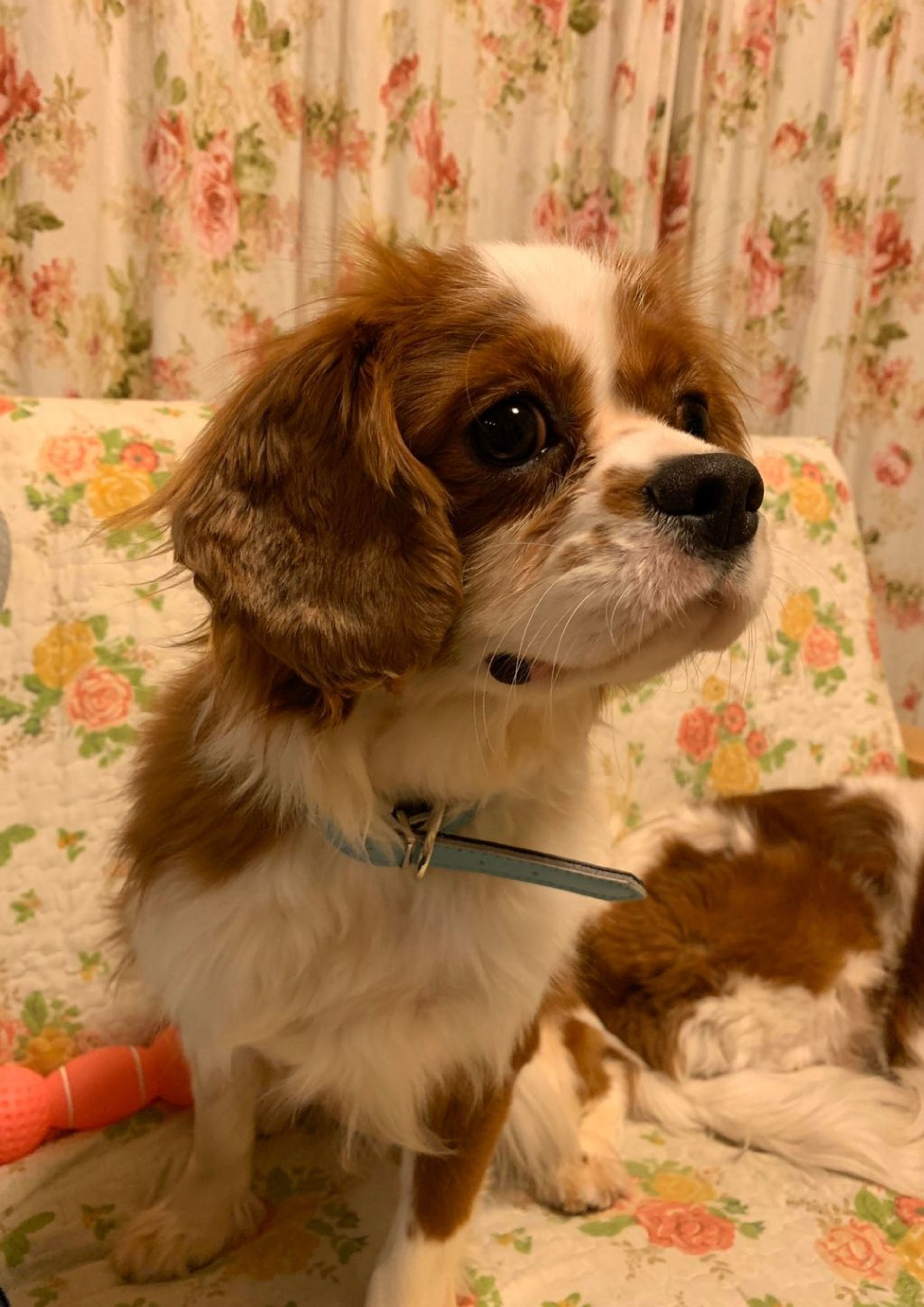 pet-image-4