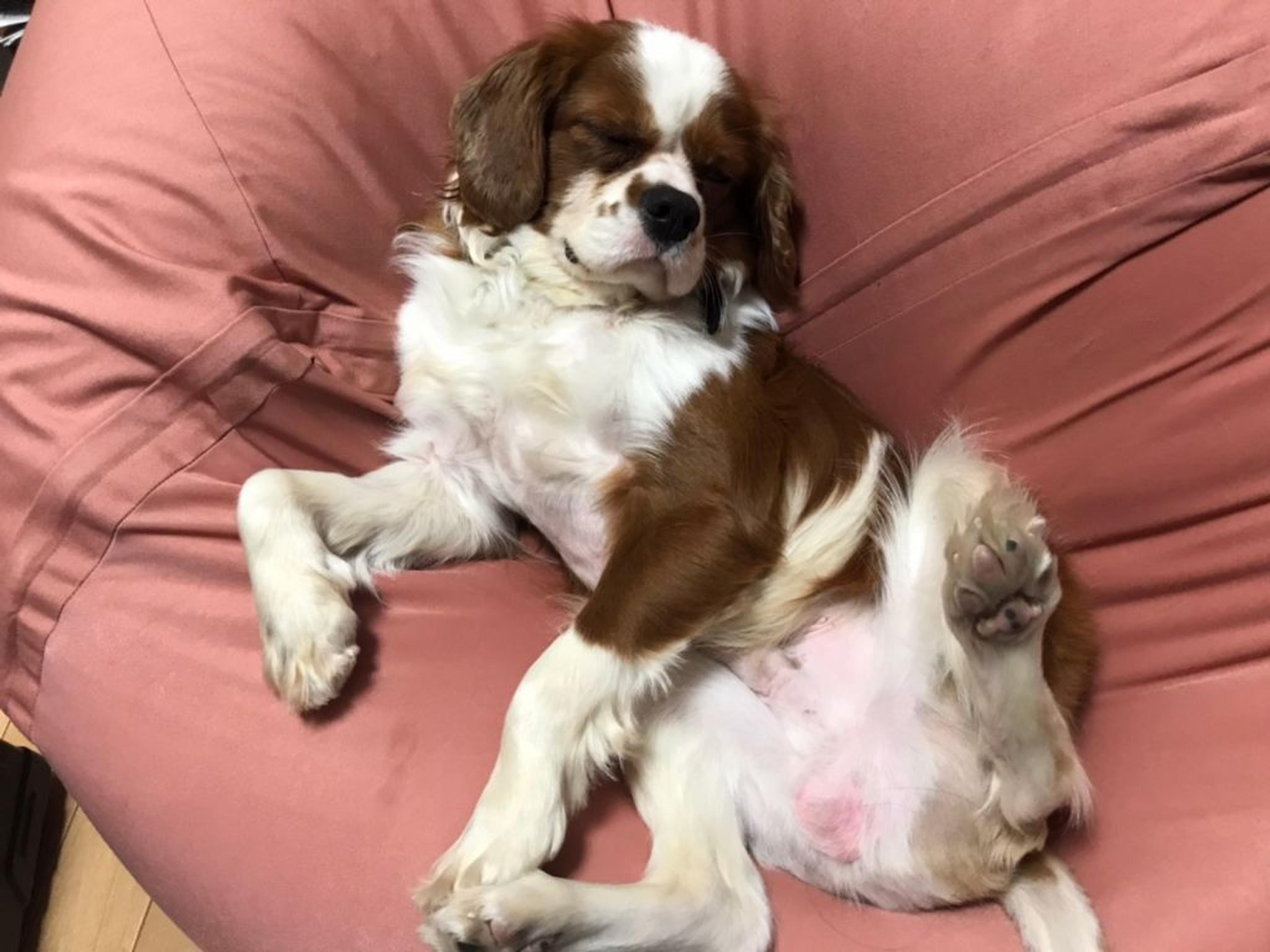 pet-image-8