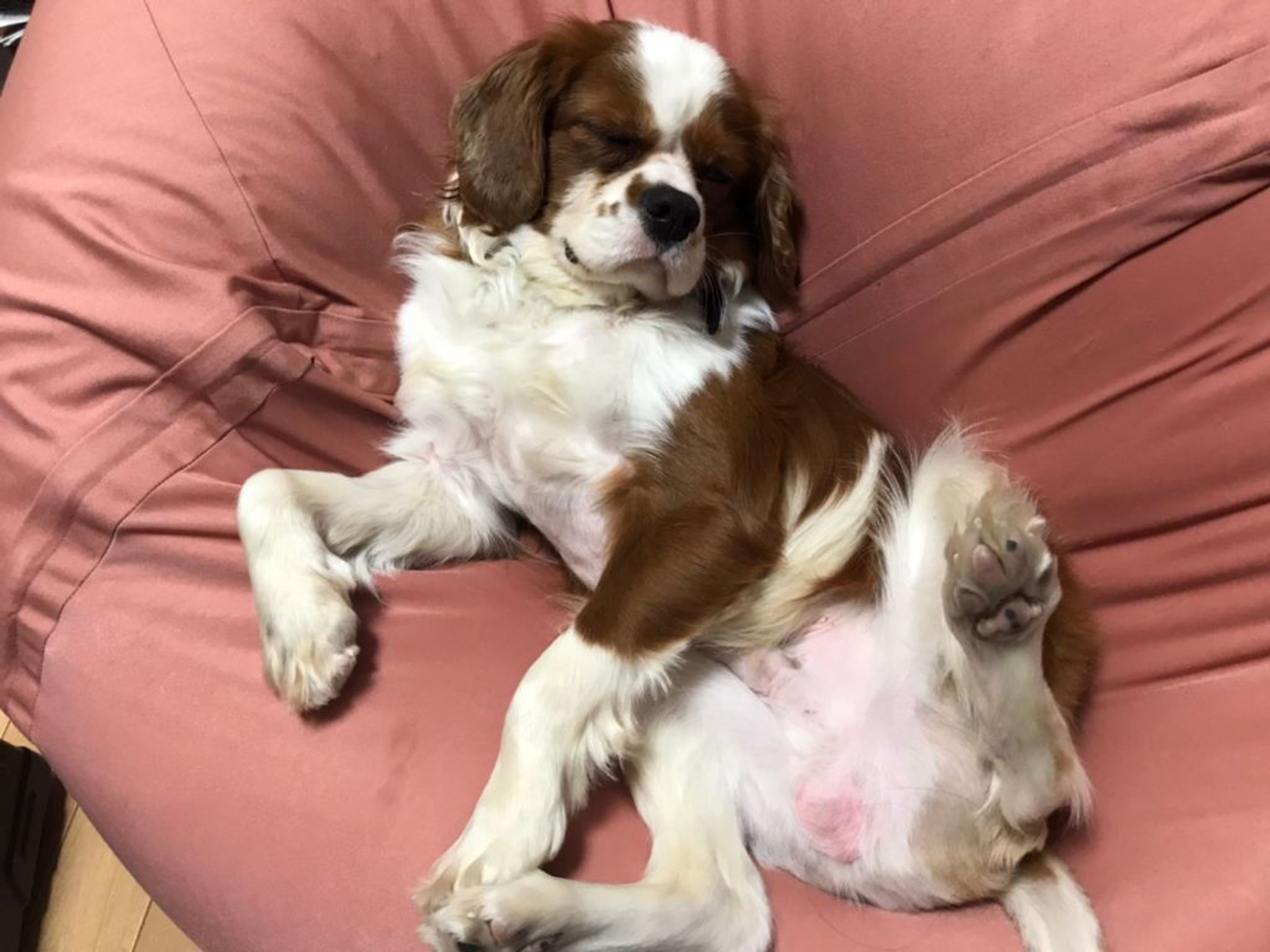 pet-image-8