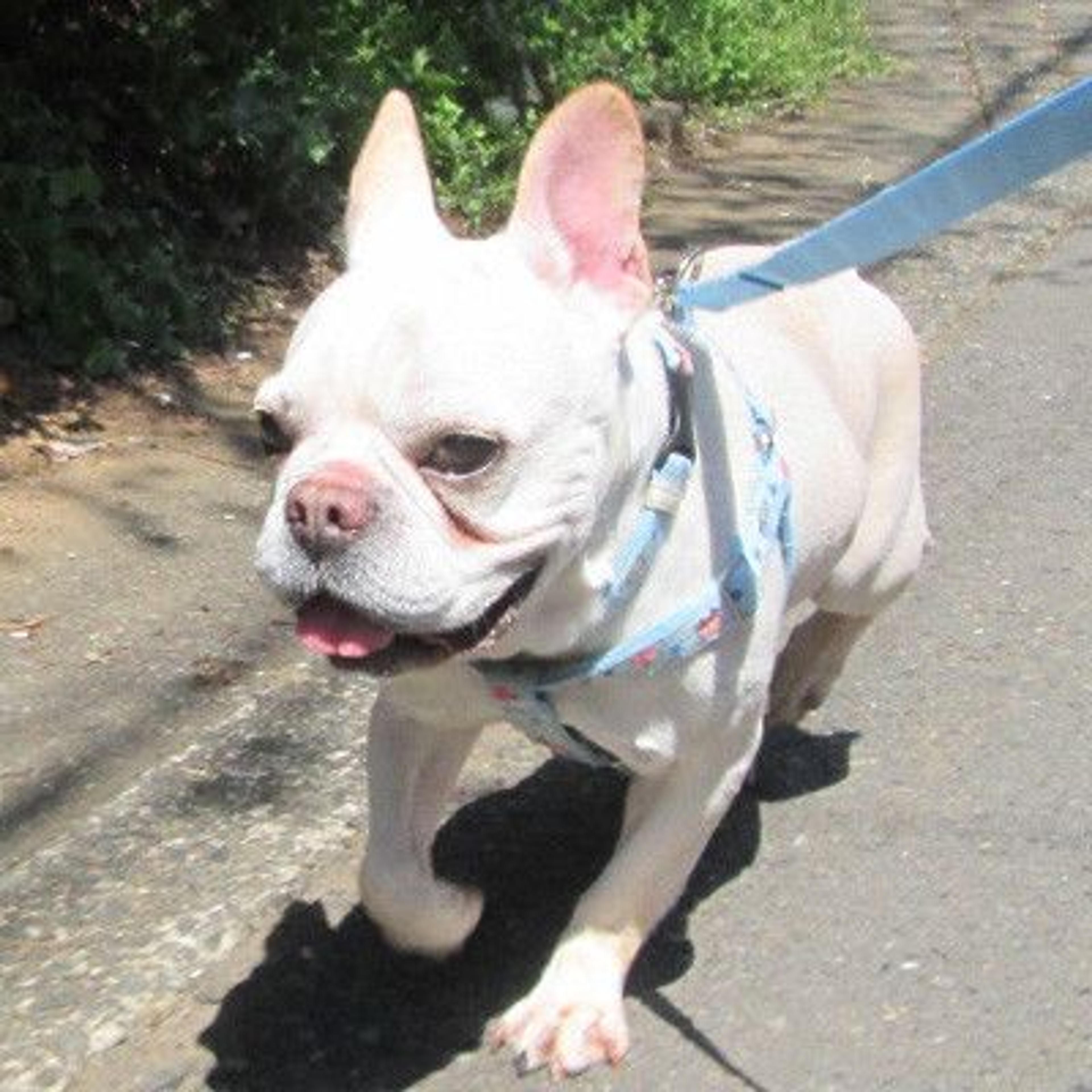 pet-image-2