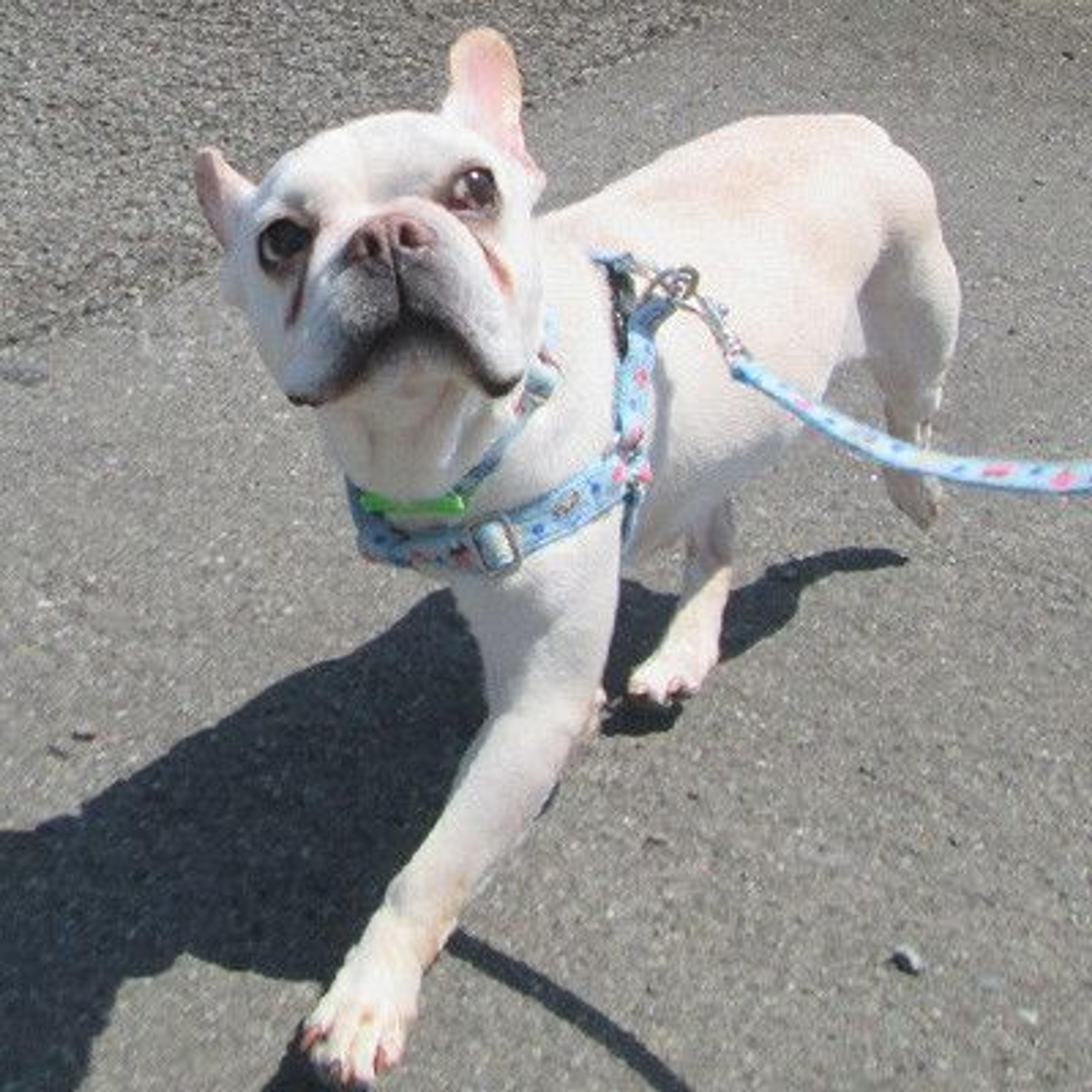 pet-image-3