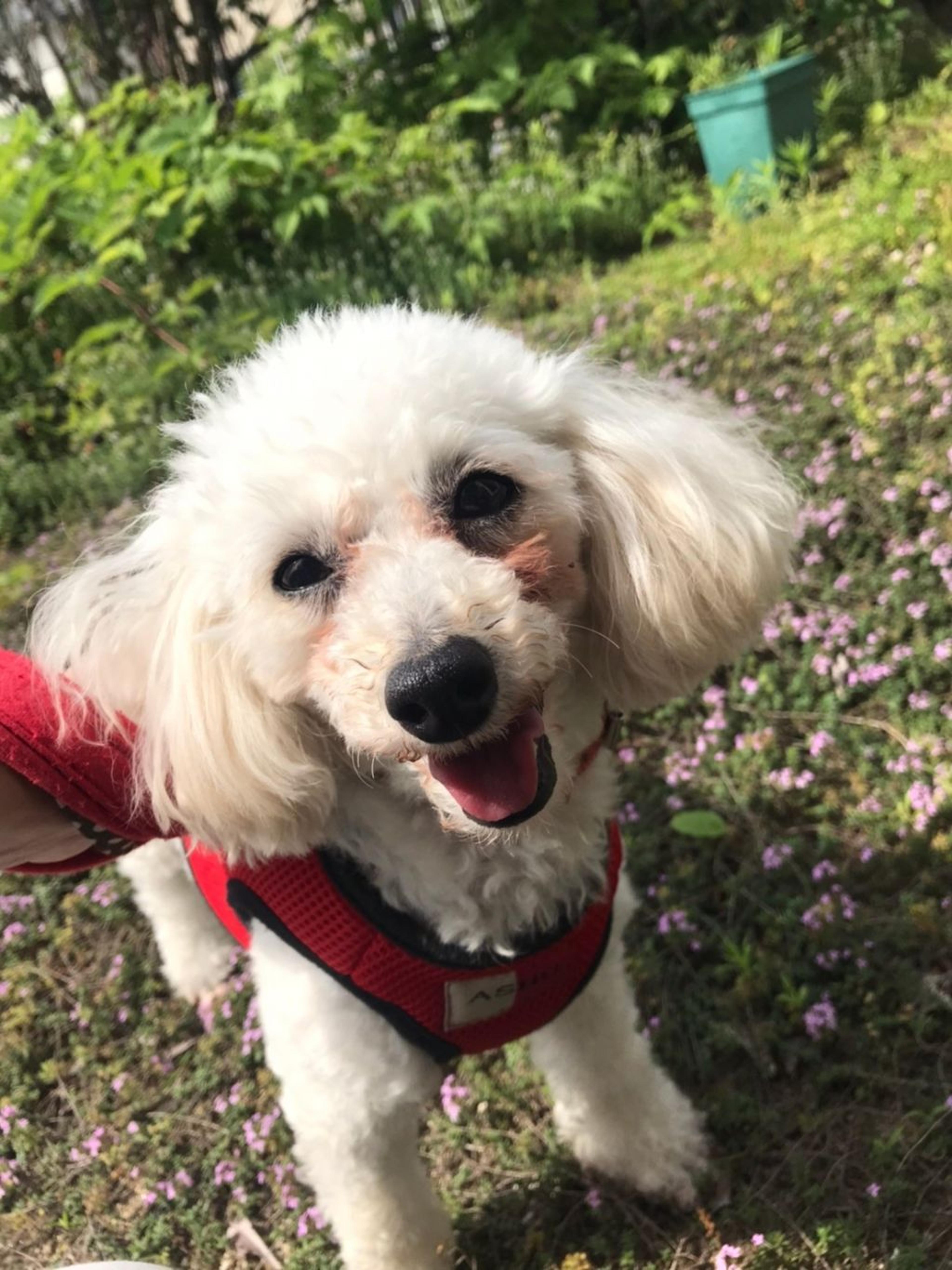 pet-image-2