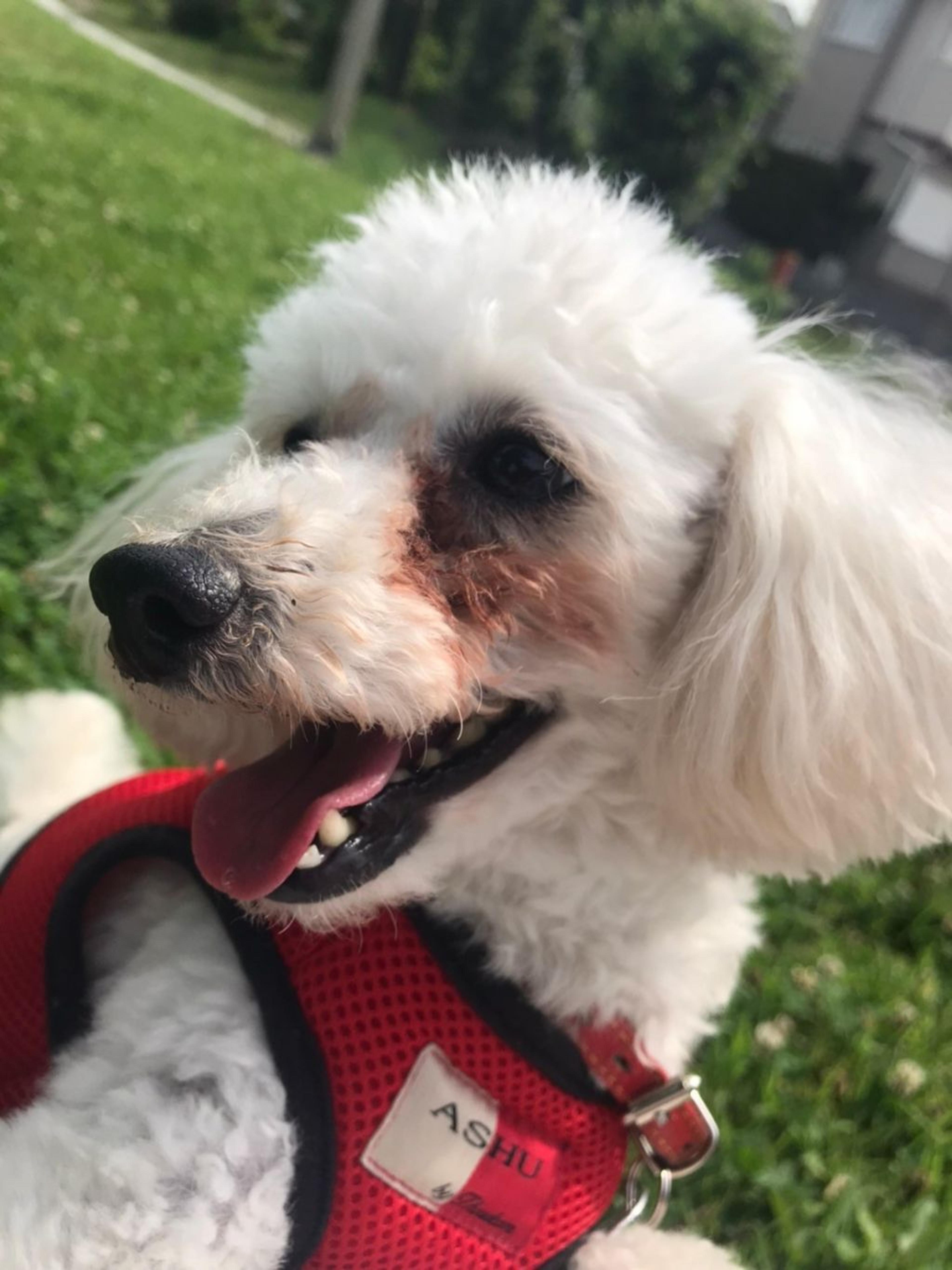 pet-image-3