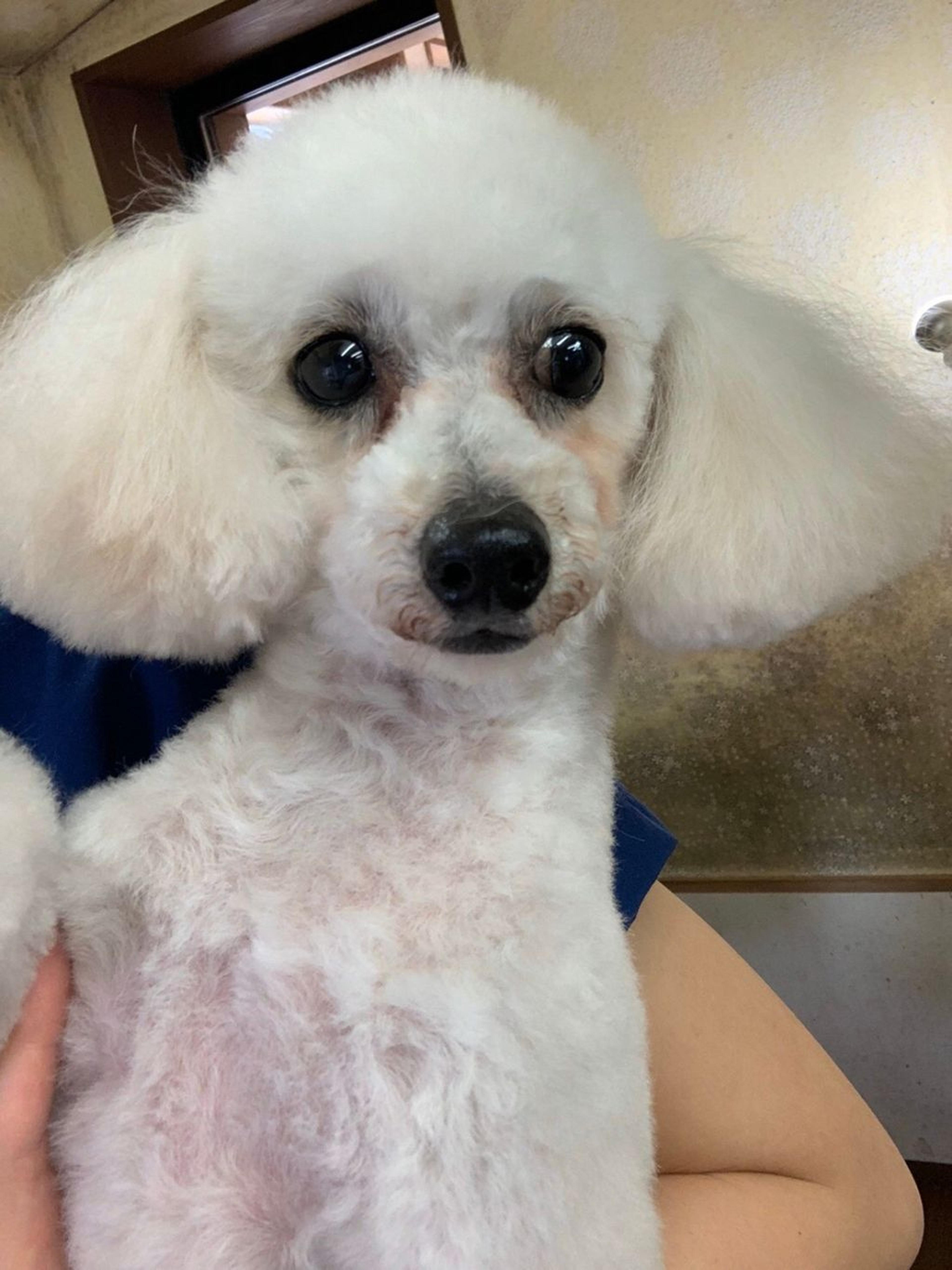 pet-image-5