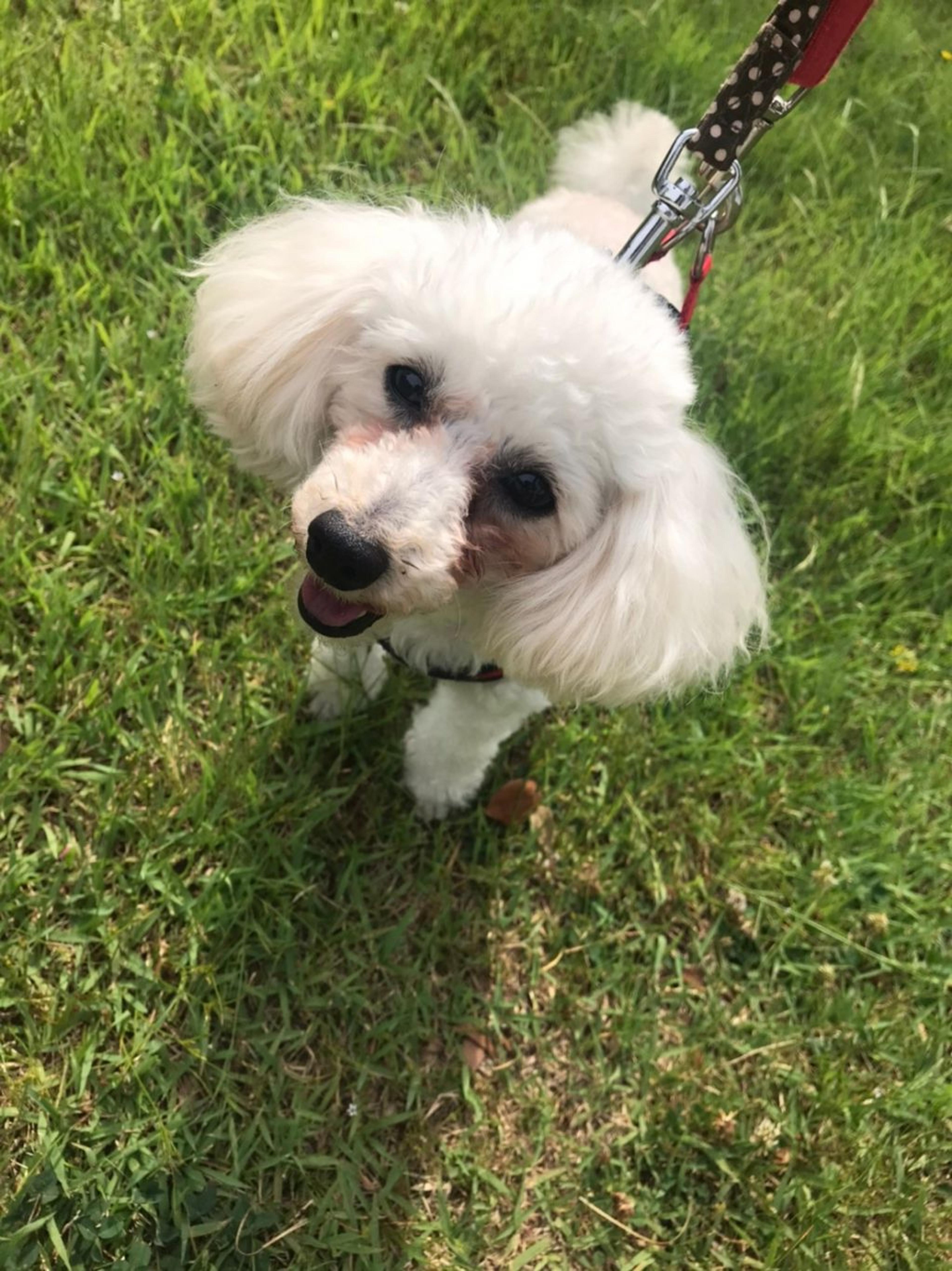 pet-image-6