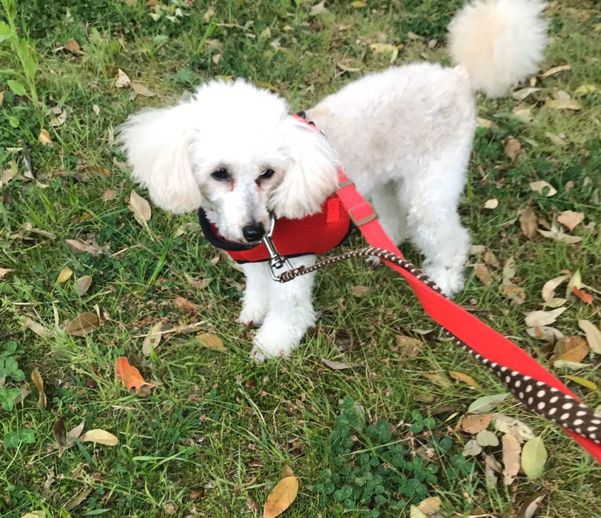pet-image-7
