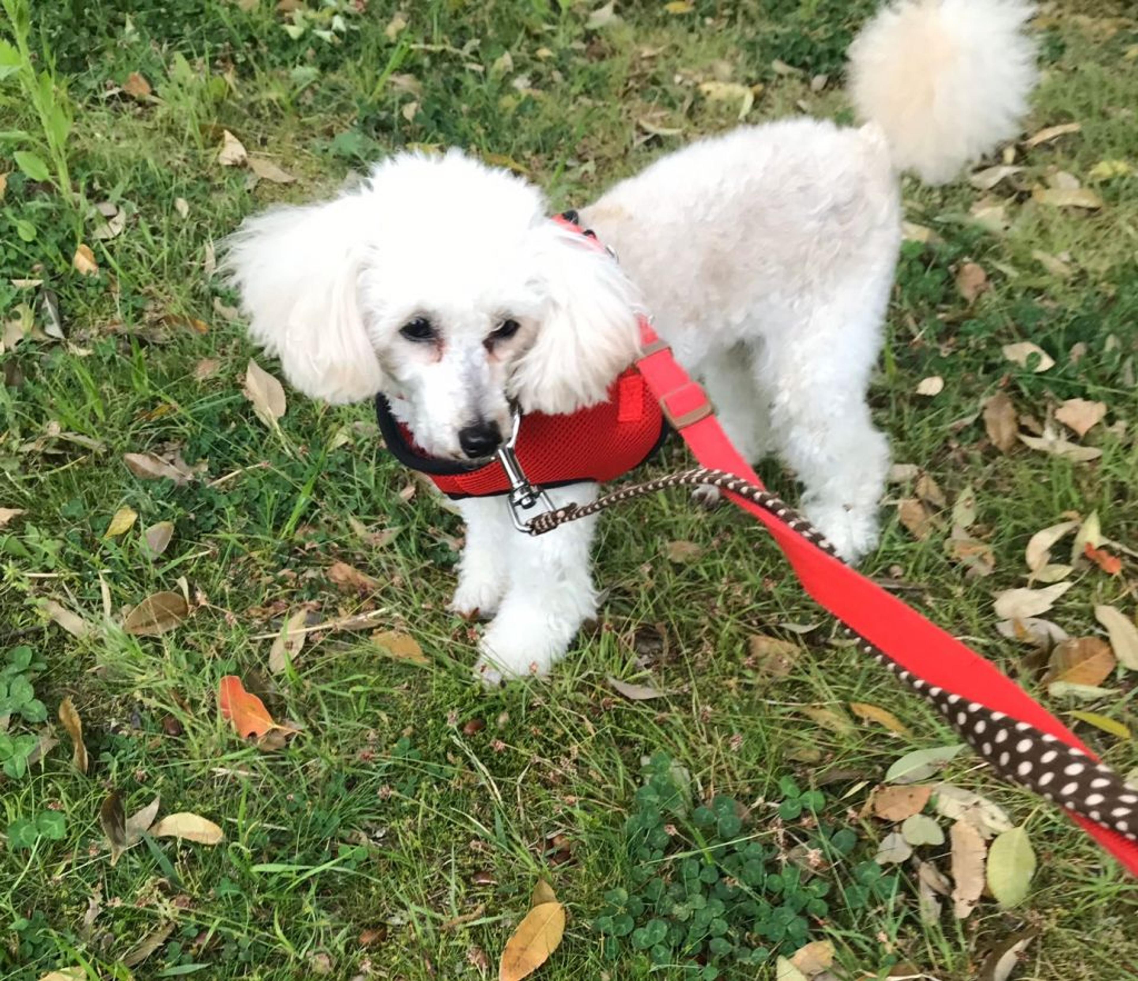 pet-image-7