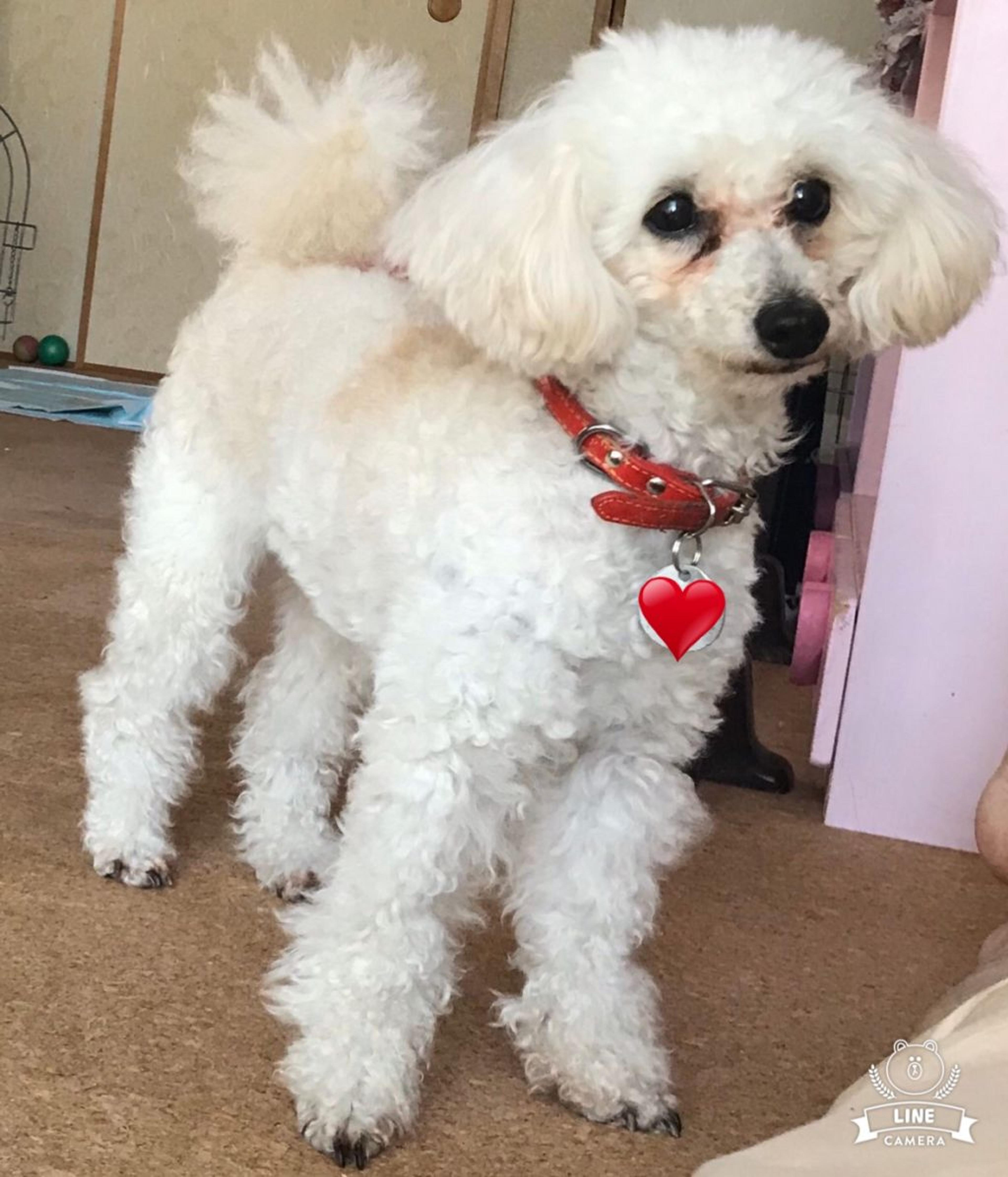 pet-image-9