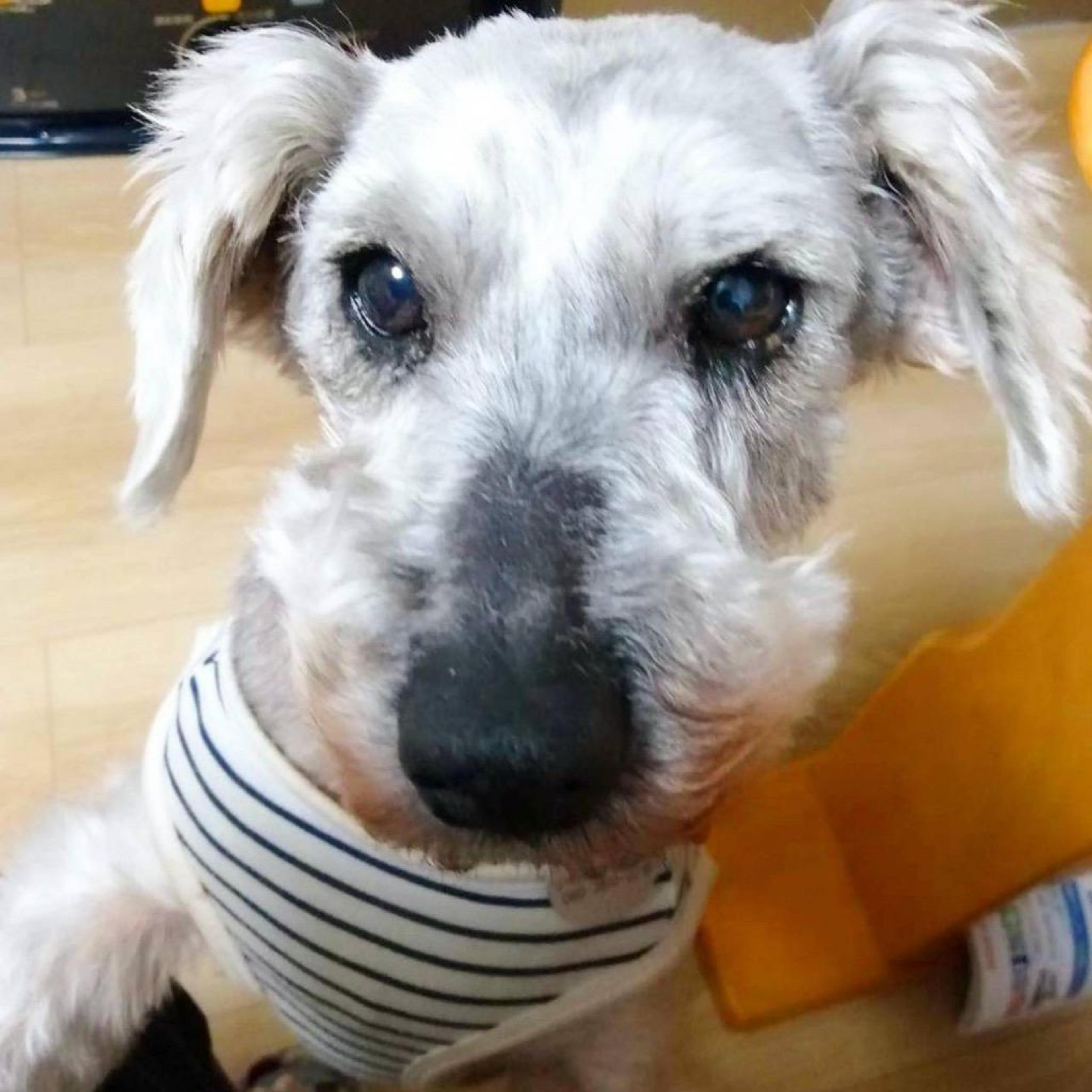 pet-image-2