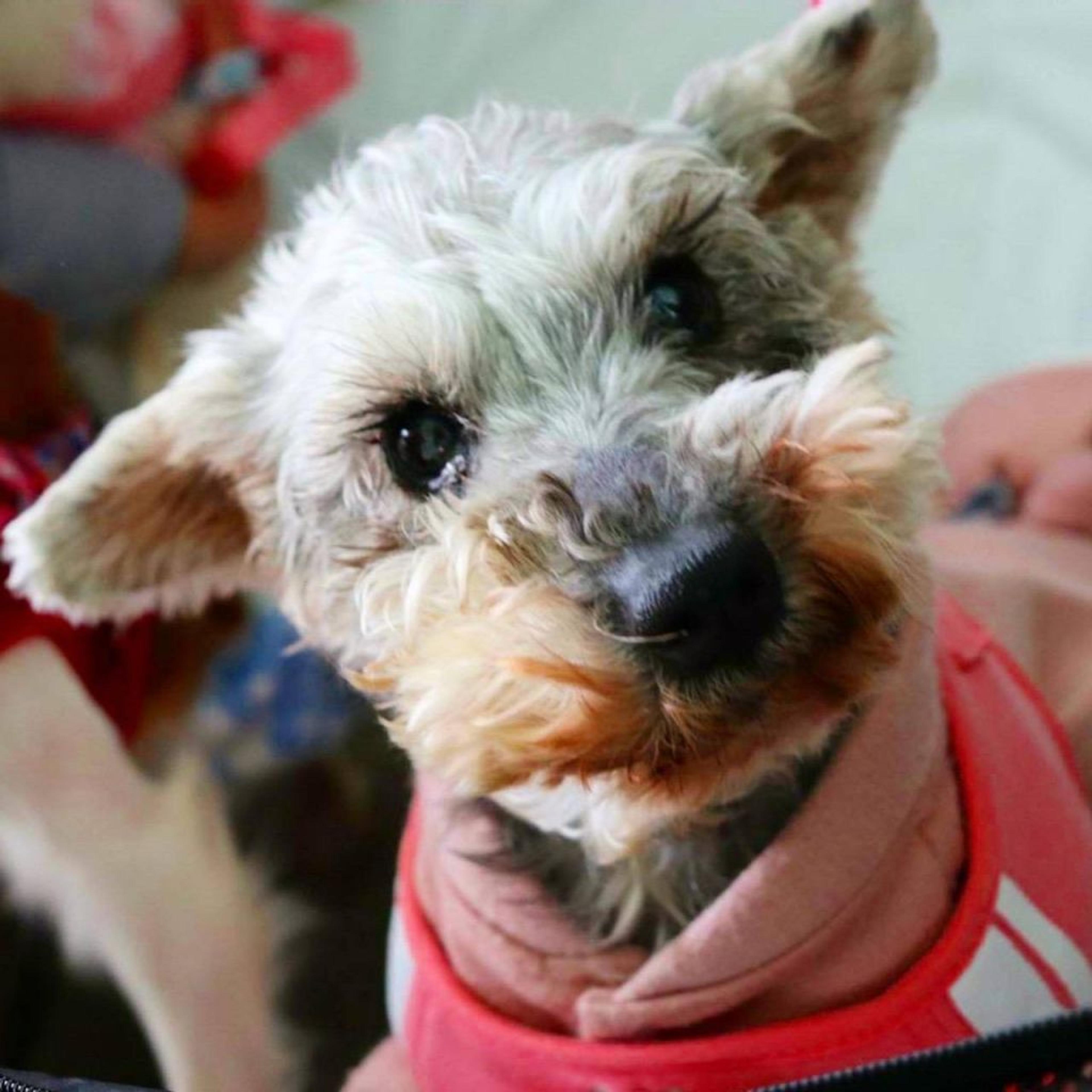 pet-image-3