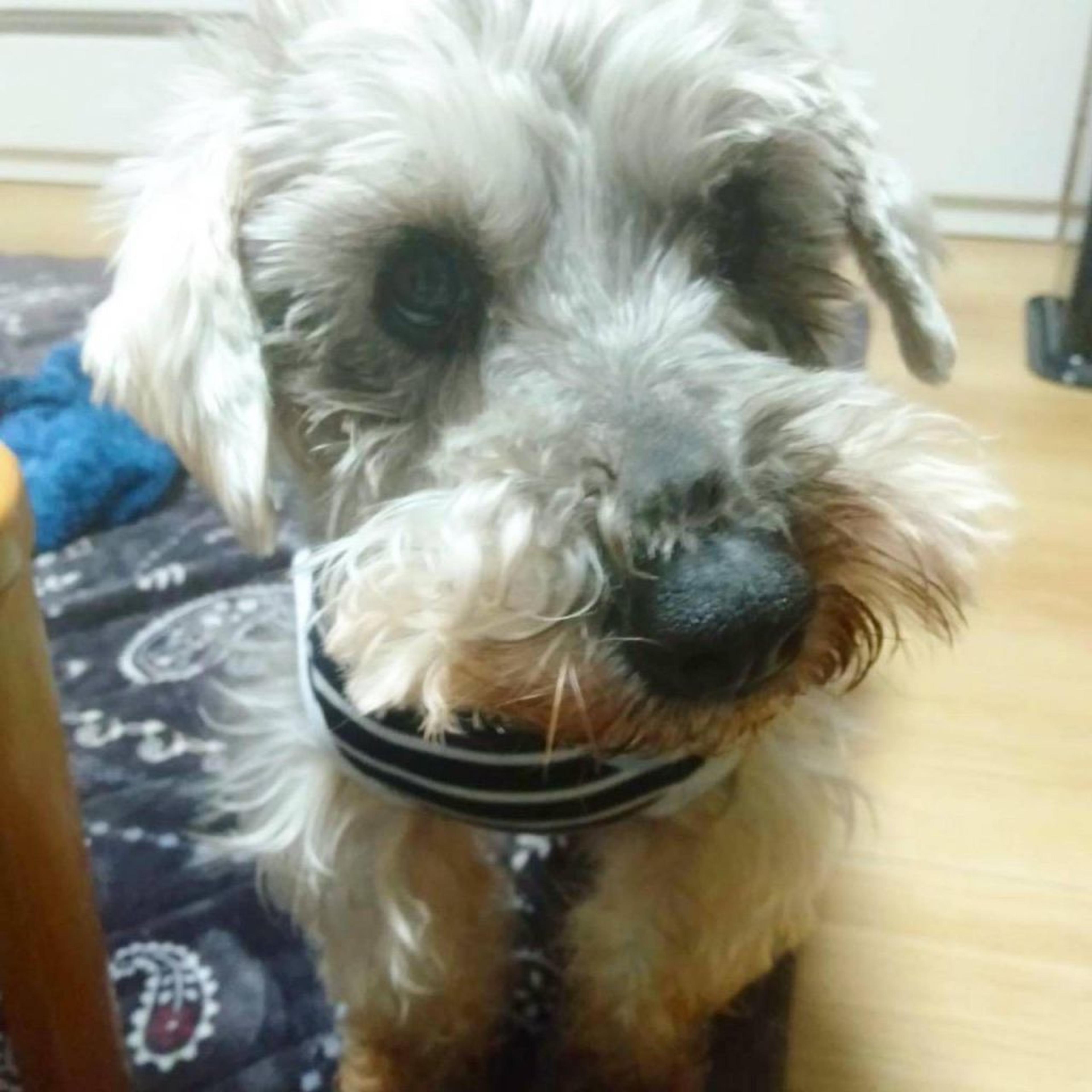 pet-image-4