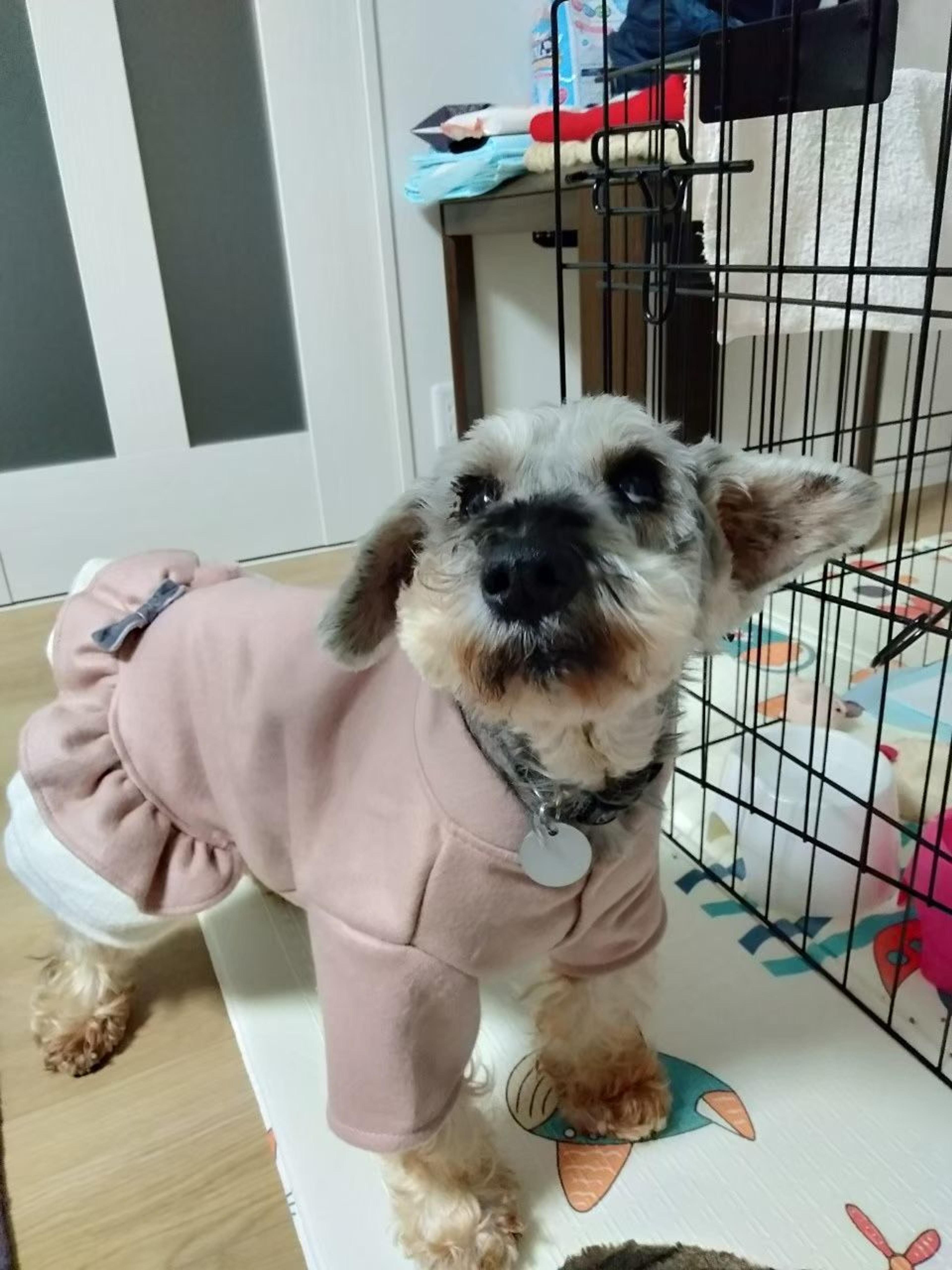 pet-image-5