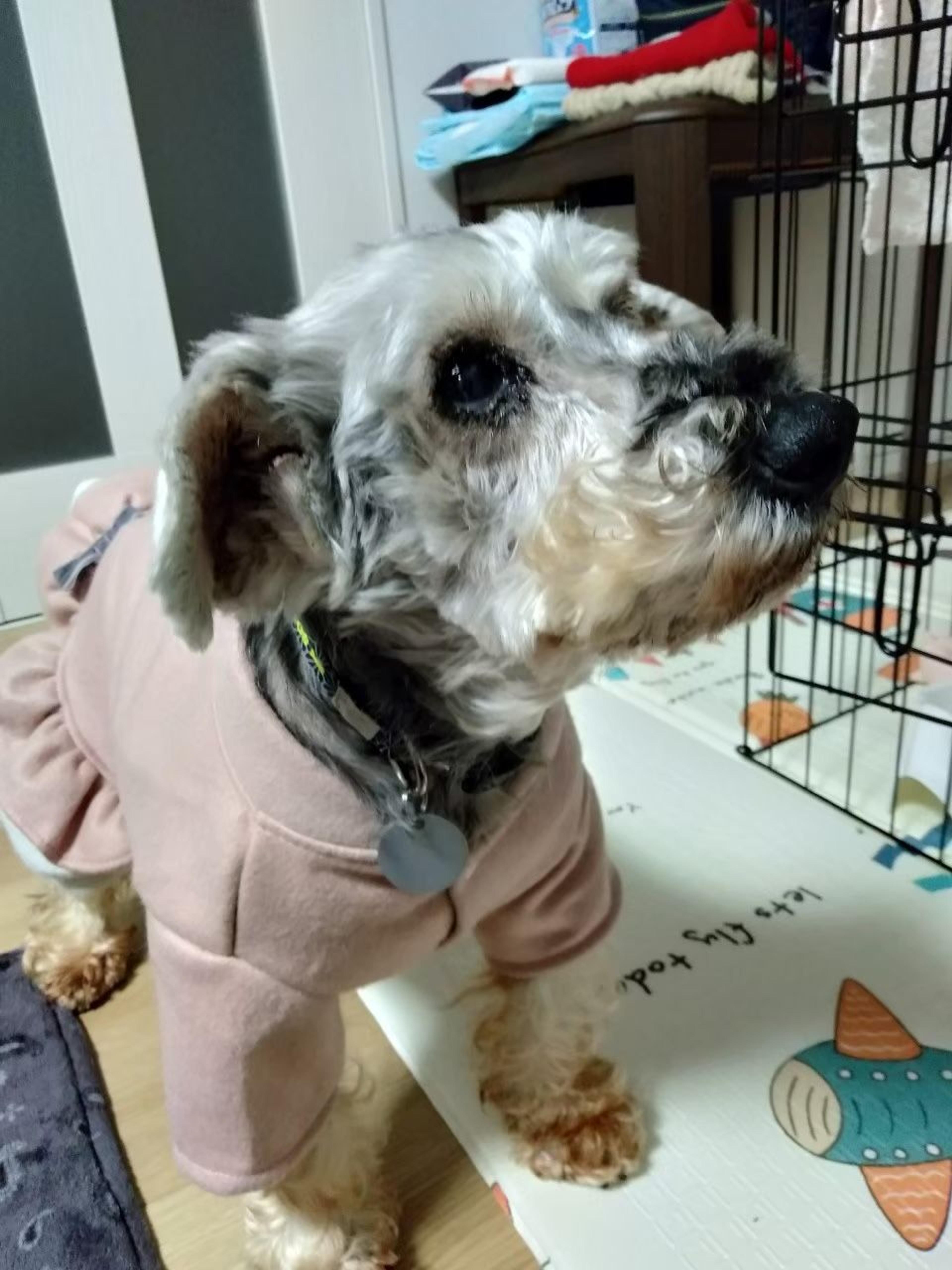 pet-image-6