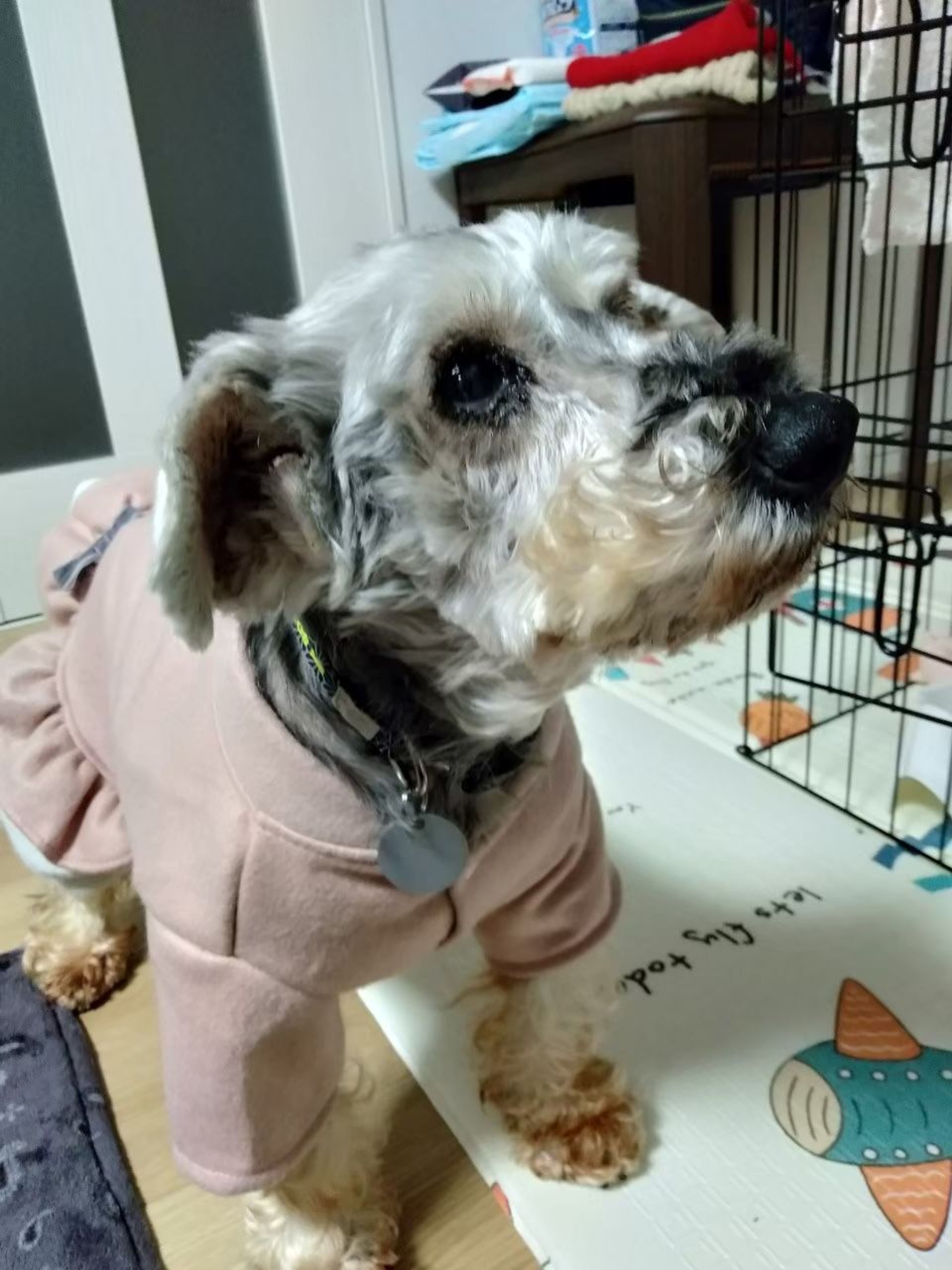 pet-image-6