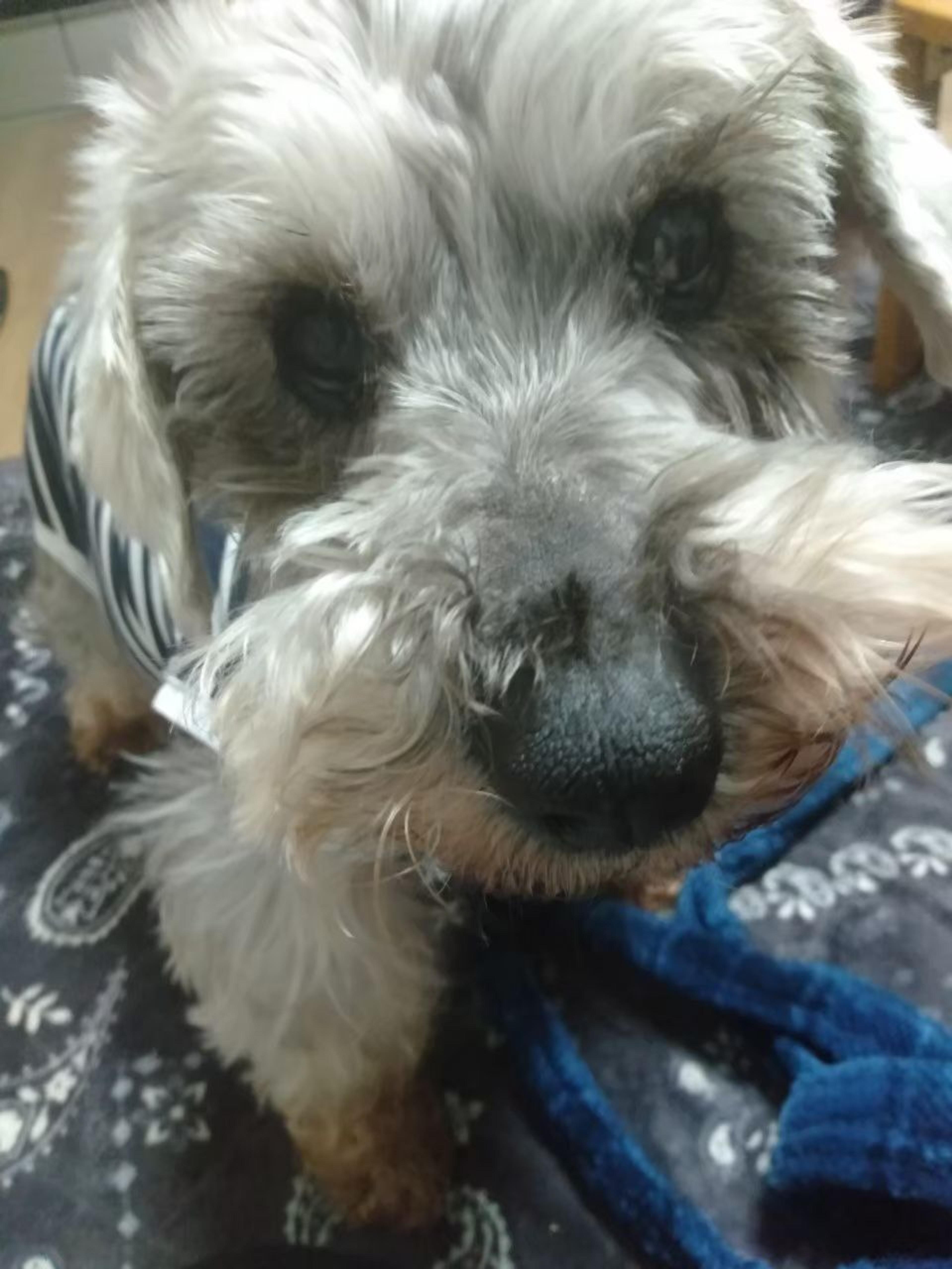 pet-image-7